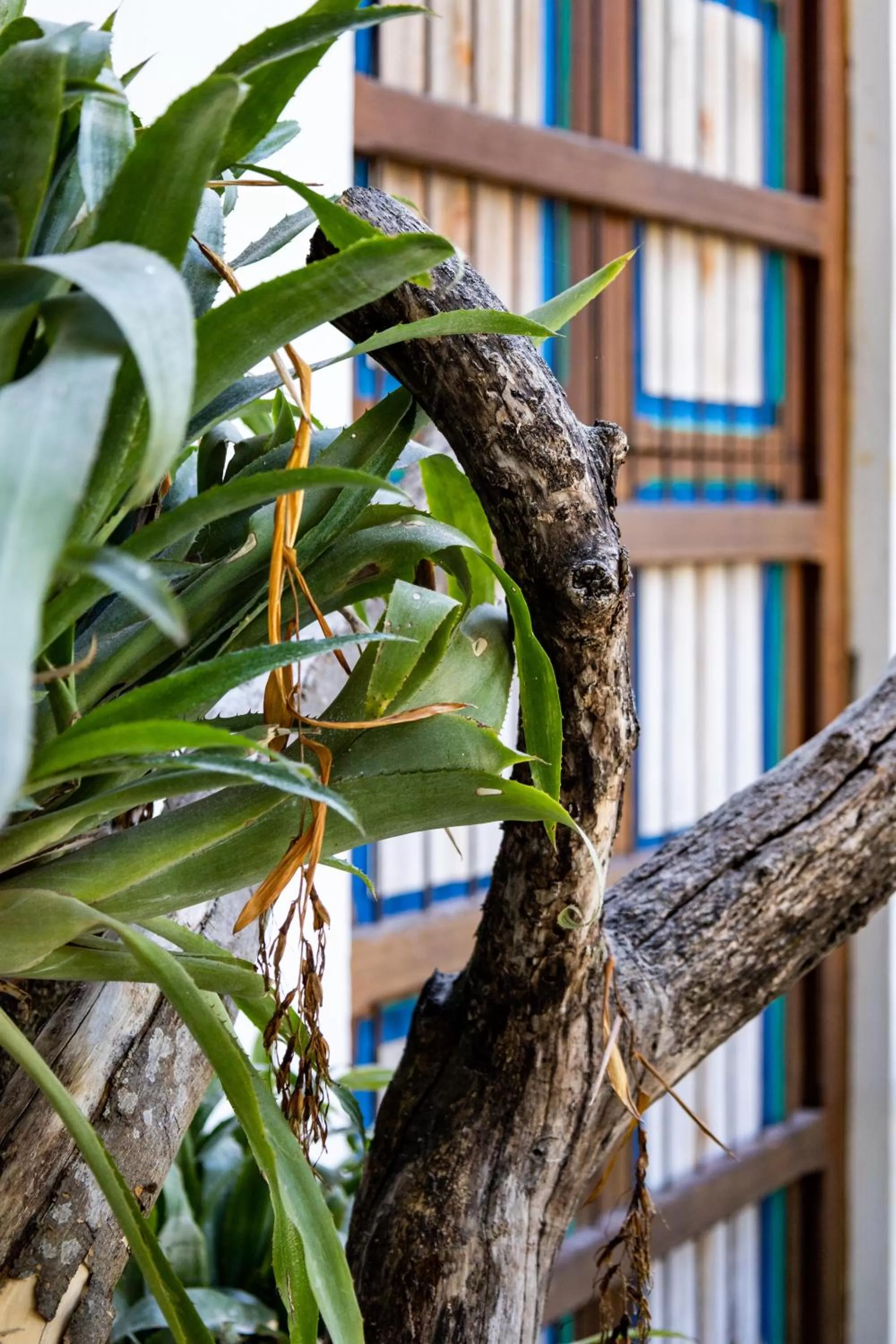 Area and facilities, Pool View in Casa Jacaranda Hotel Boutique