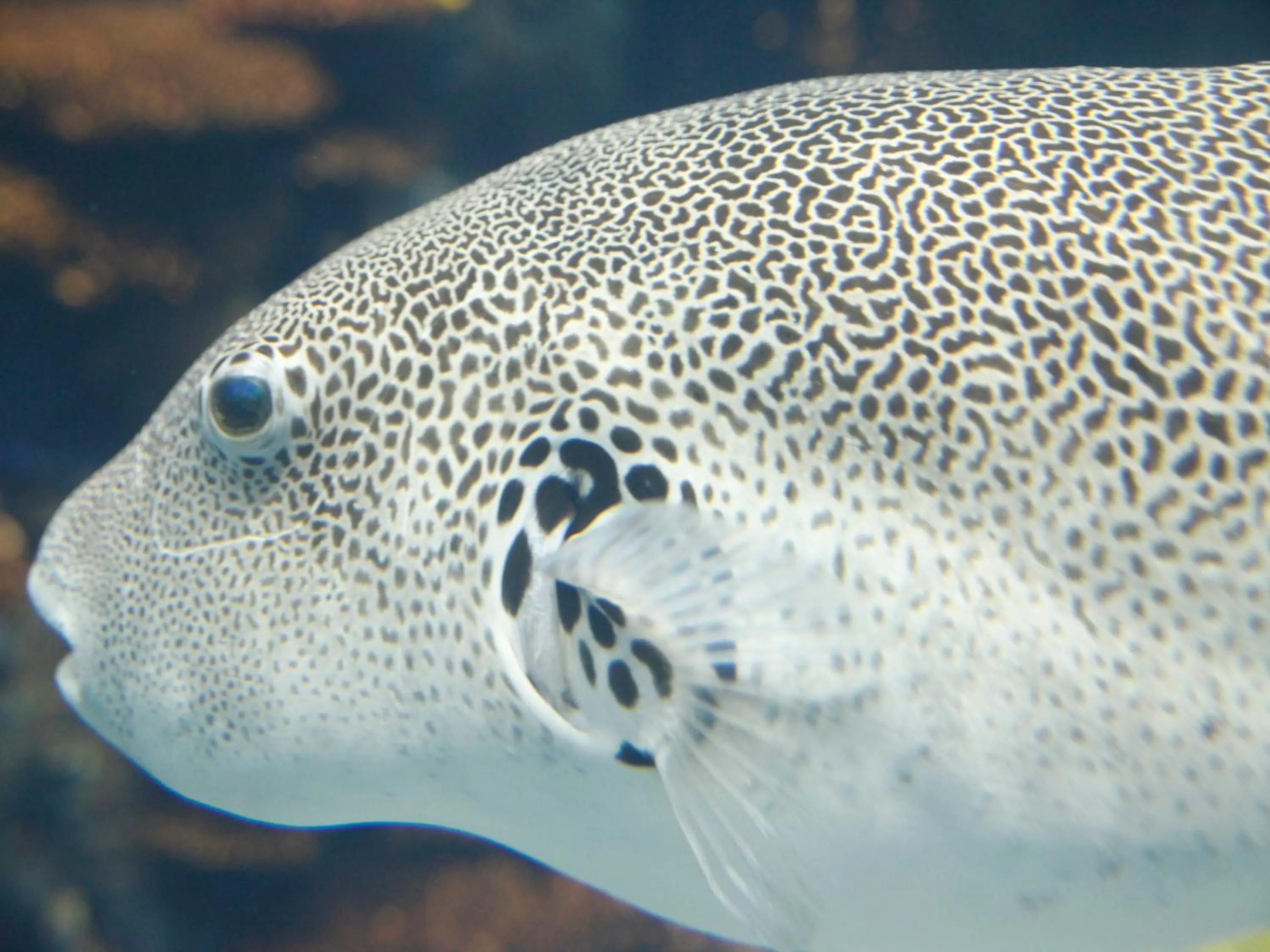 Nearby landmark in Hotel Wing International Select Osaka Umeda