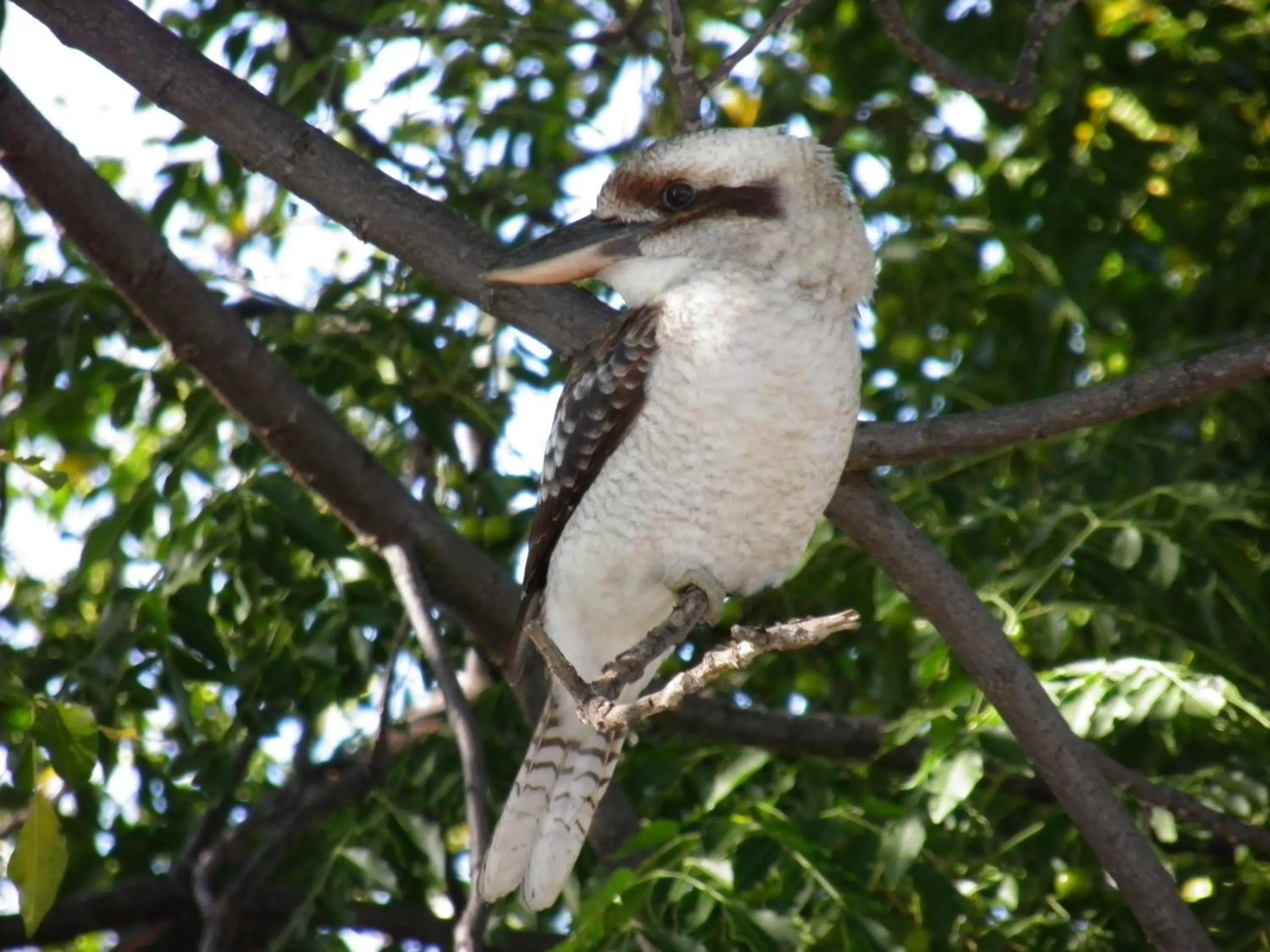 Area and facilities, Other Animals in 7th Street Motel