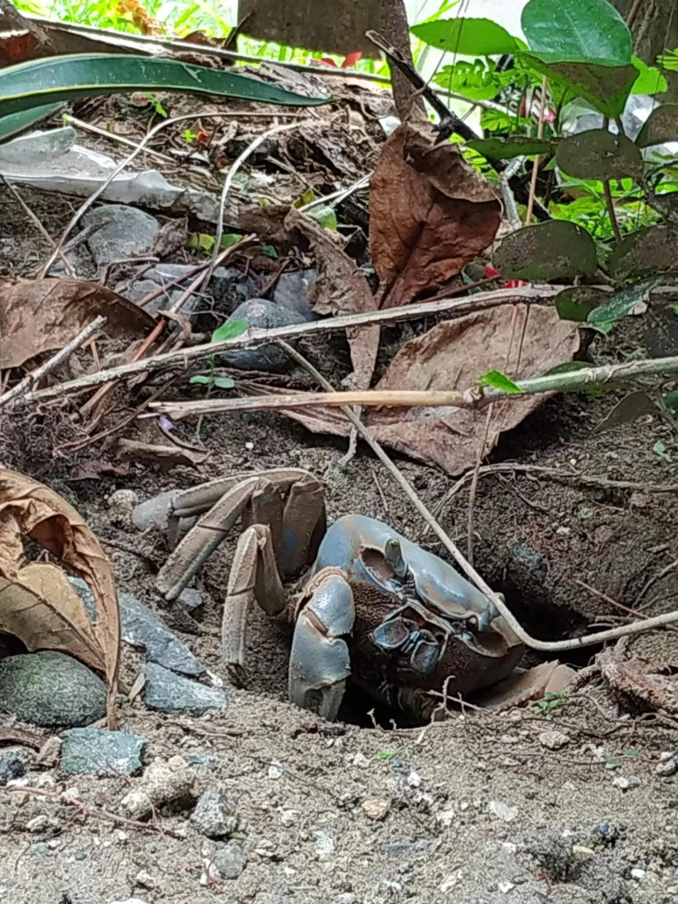 Other Animals in La Luciernaga Big Creek