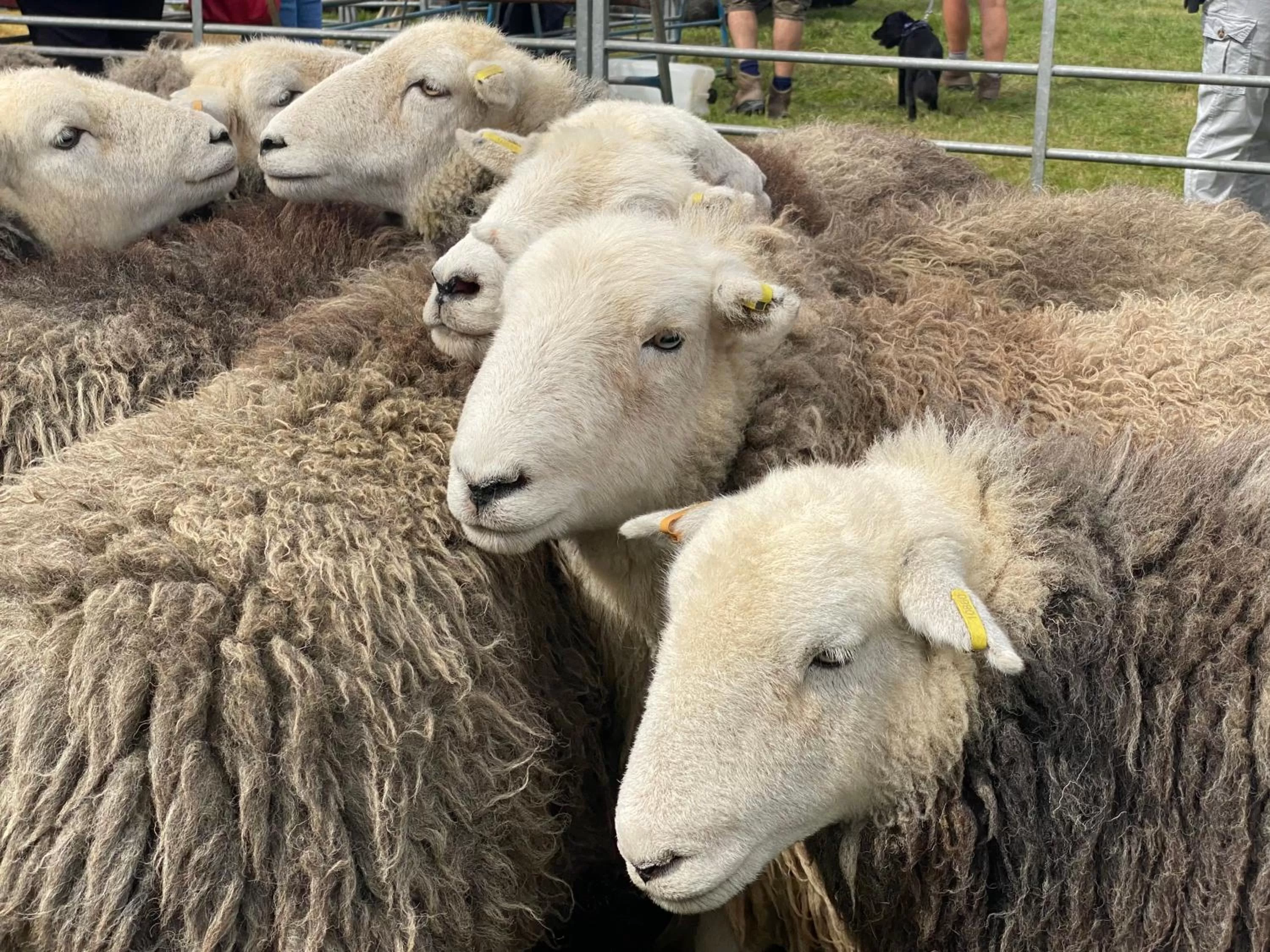 Other Animals in North View B&B