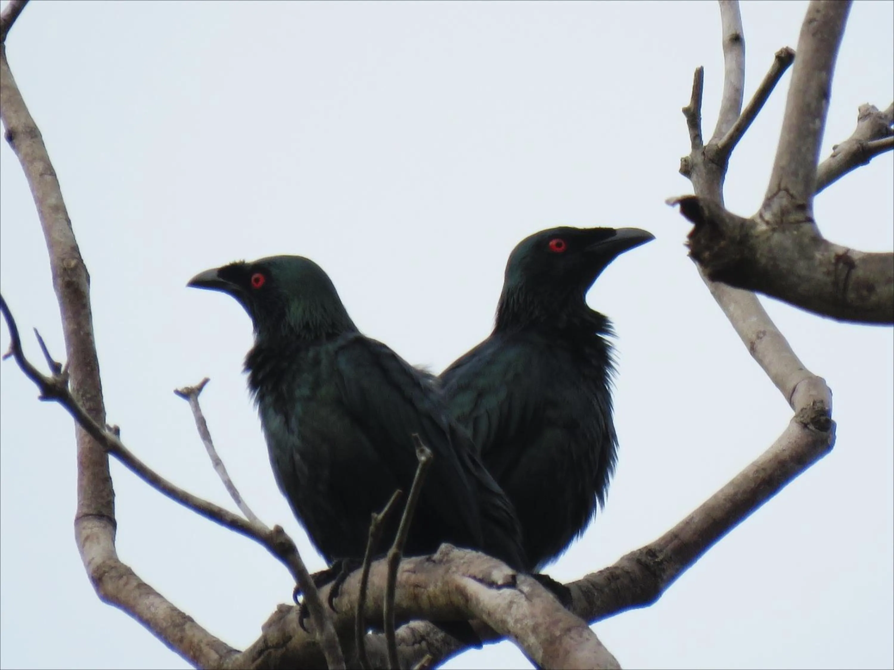 Animals in Villa Khadine Grand Vista Resort