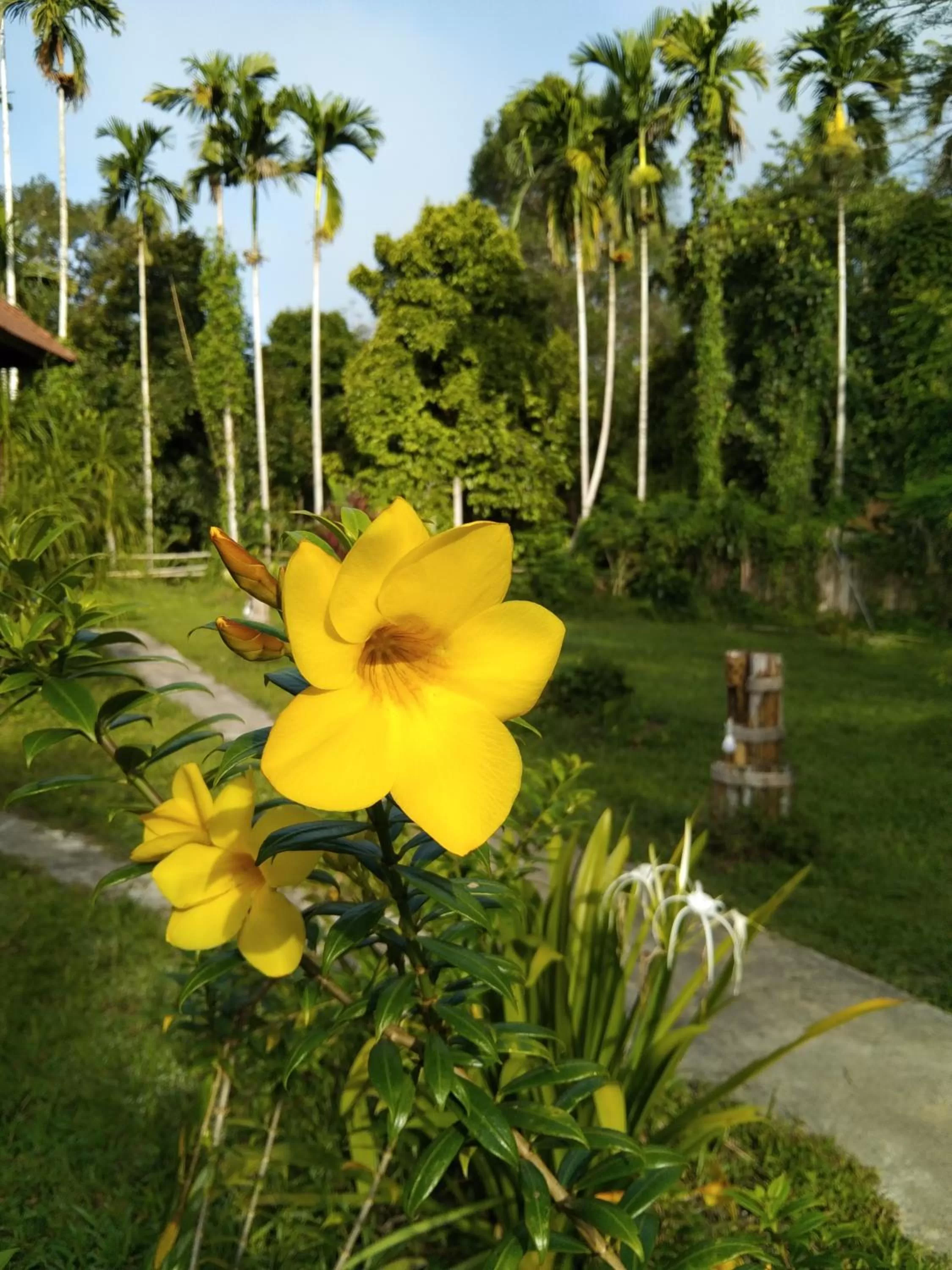 Garden in Khao Sok River & Jungle Resort
