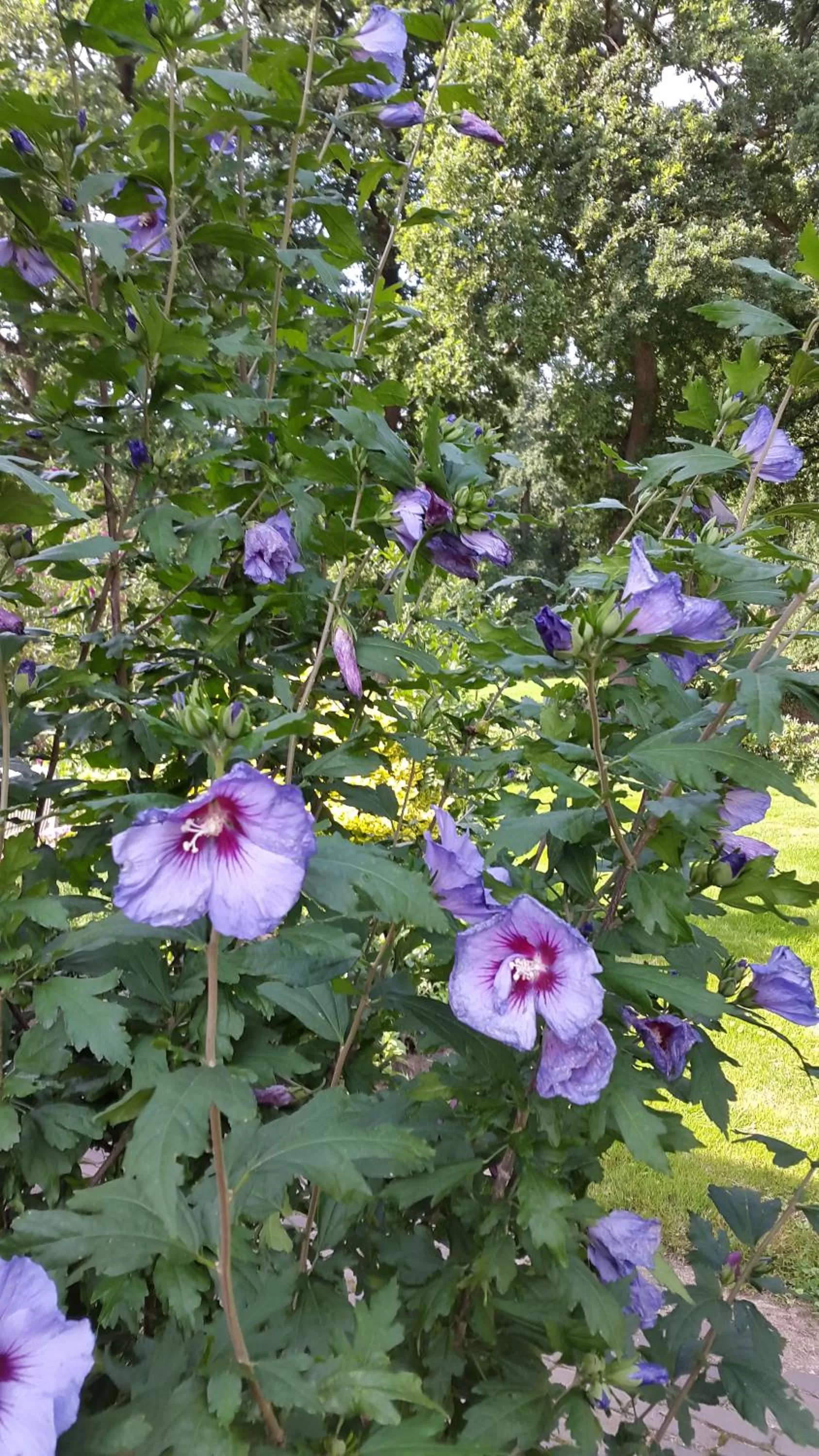 Garden, Other Animals in De Hiddinghhoeve
