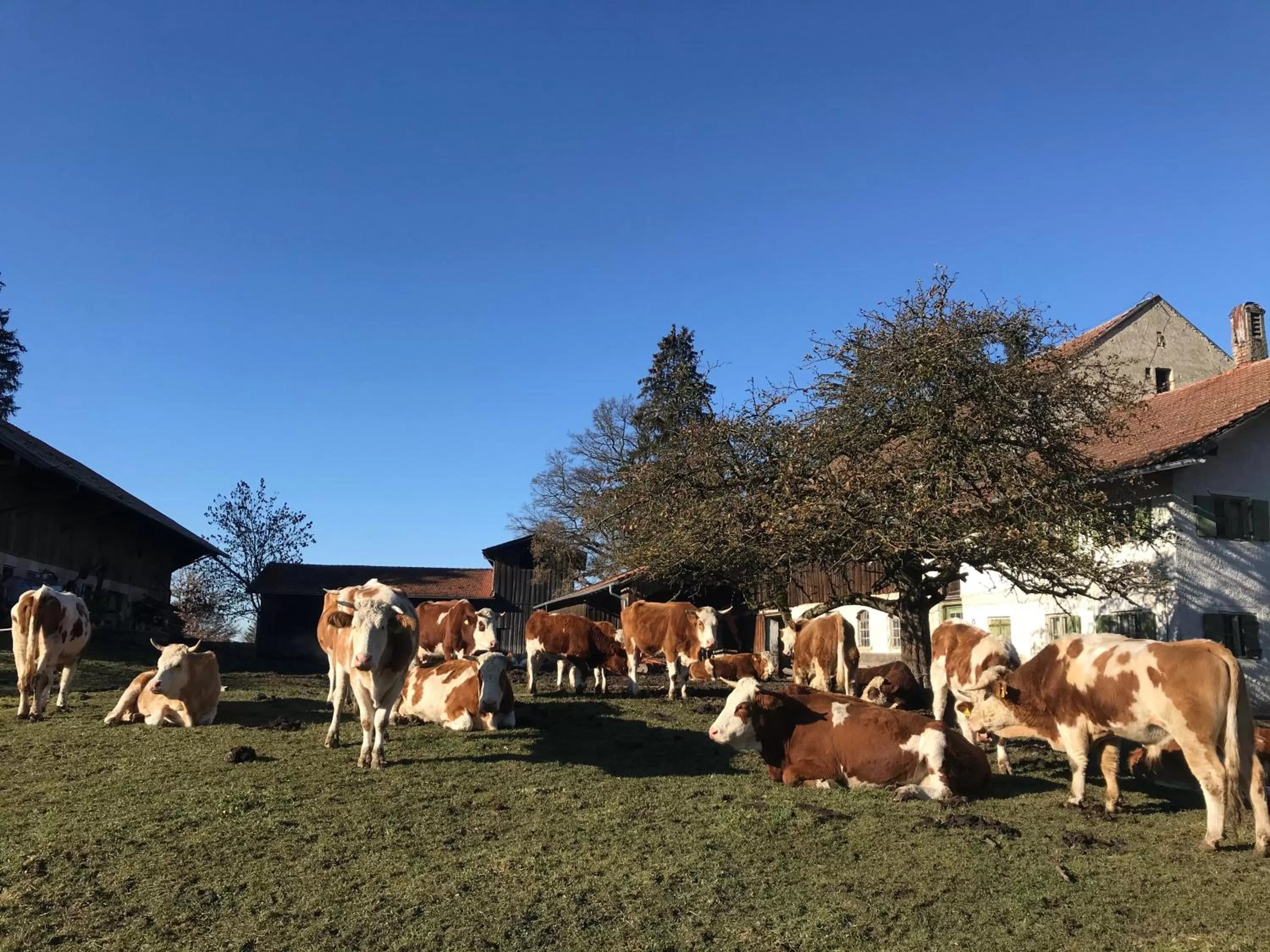 Animals, Other Animals in Bed and Breakfast Bavaria München