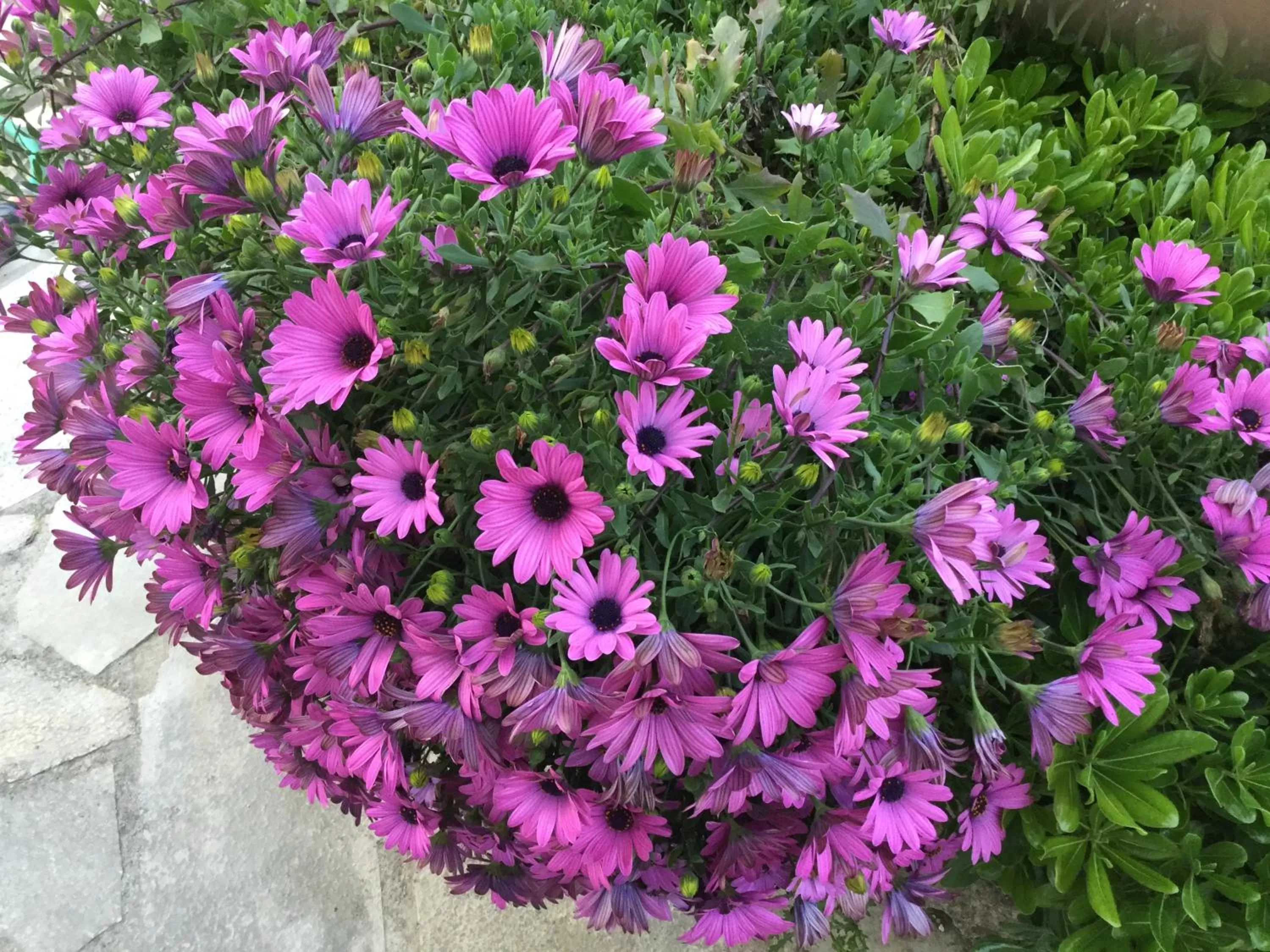 Garden in LE MAS RESCATOR