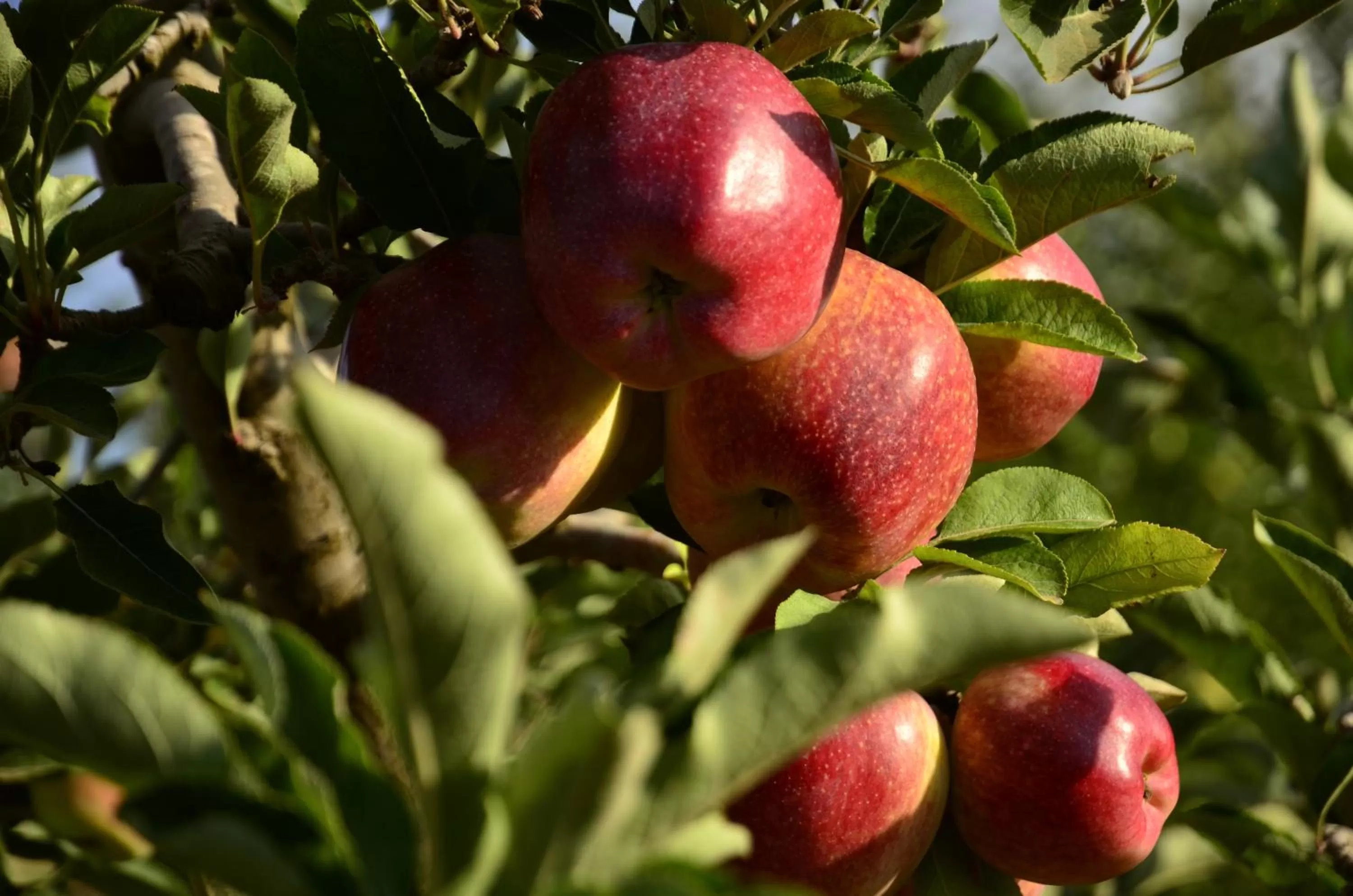 Food close-up, Food in HaBaronit