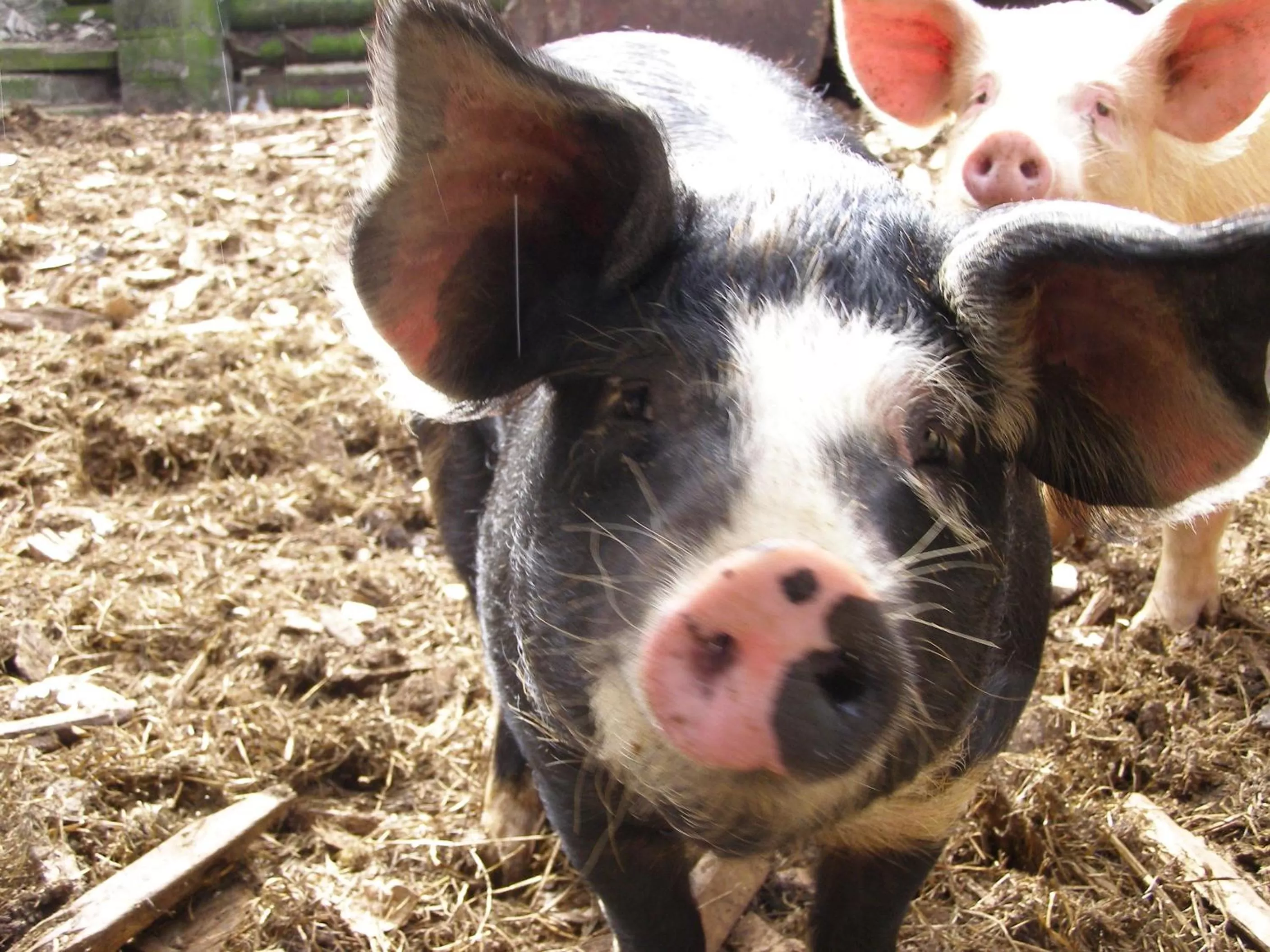 Other in Coddy's Farm