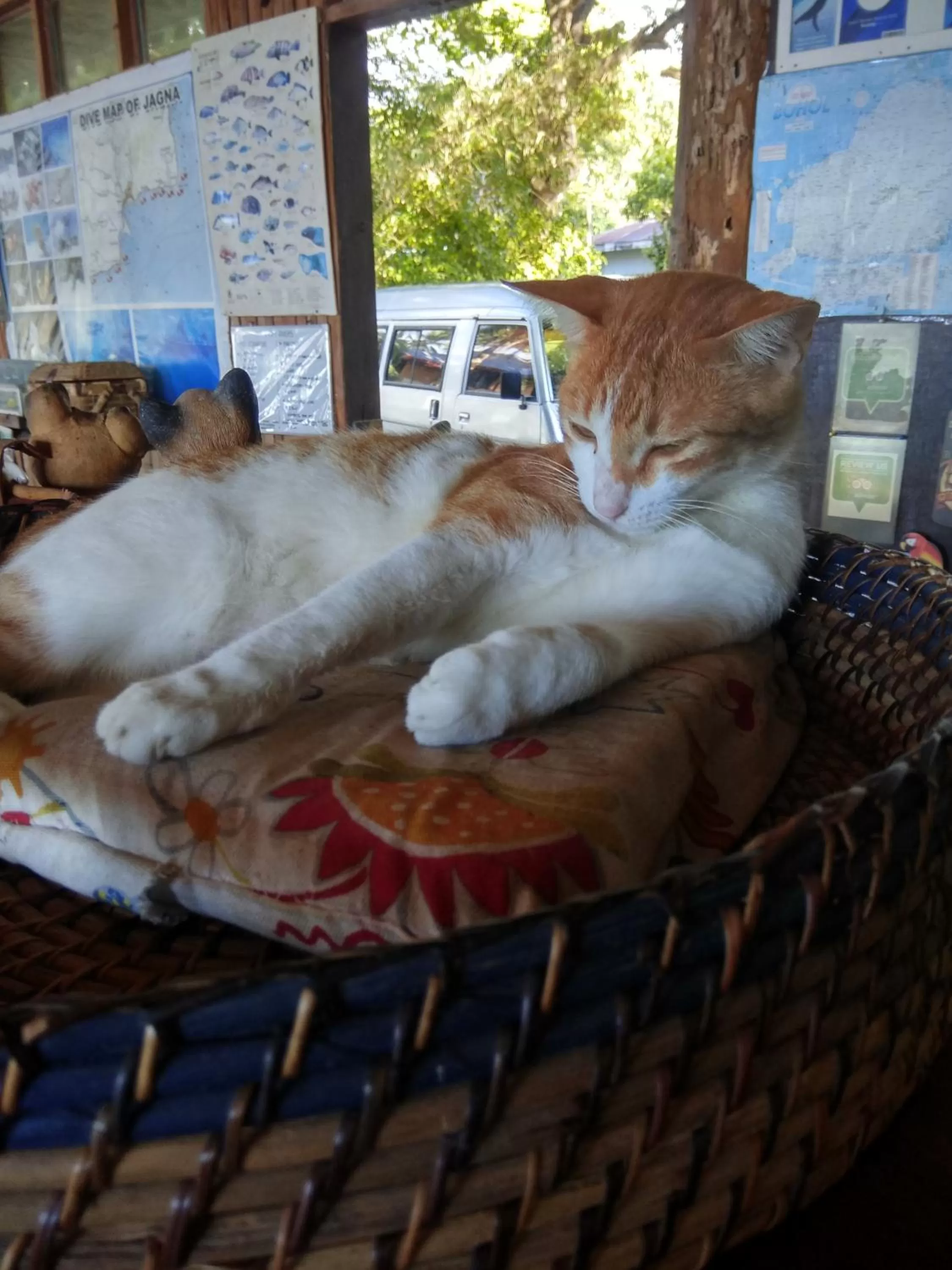 Animals in Paseo Del Mar Seaside Inn