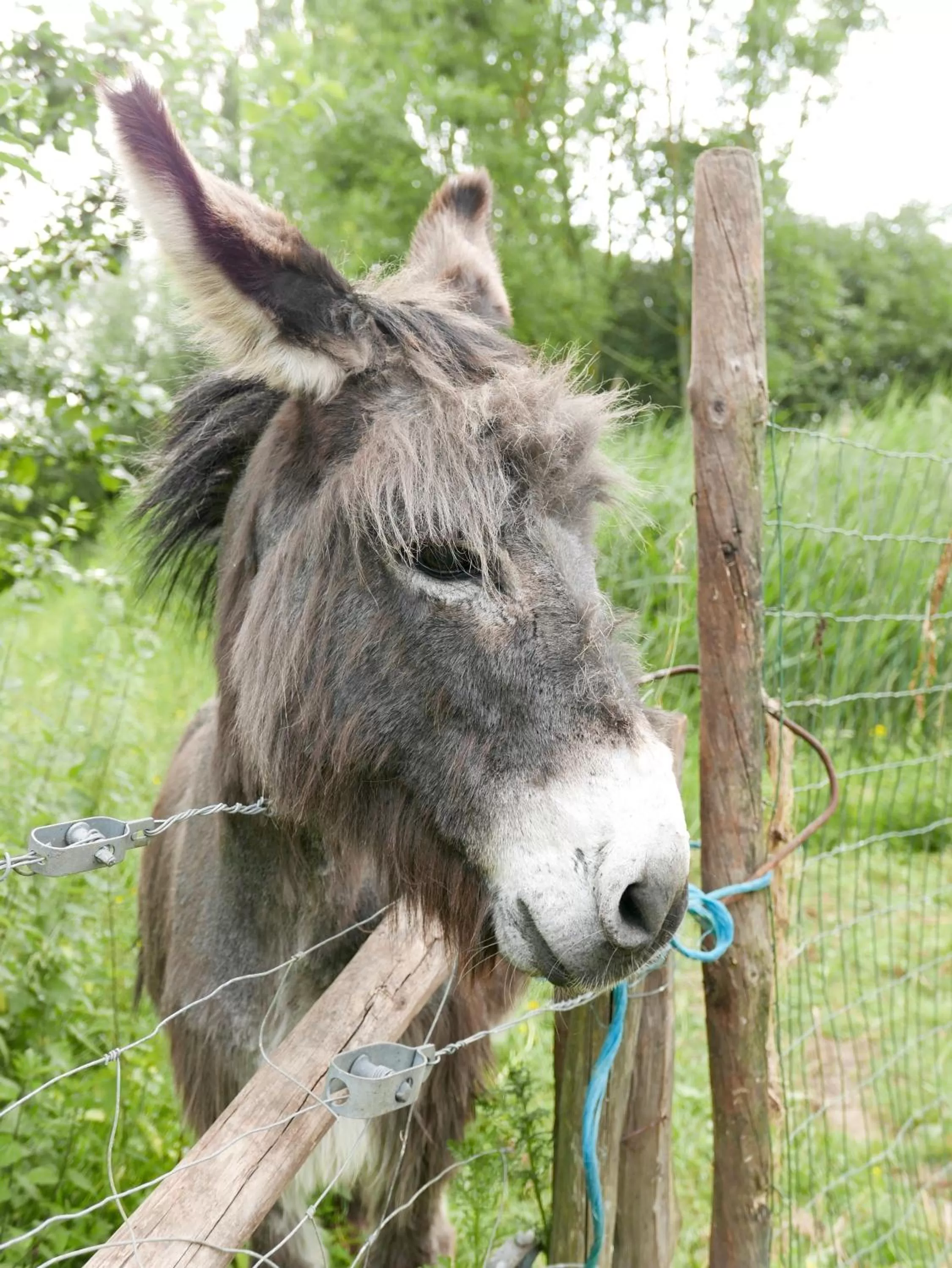 Other Animals in De Gulle Beemden