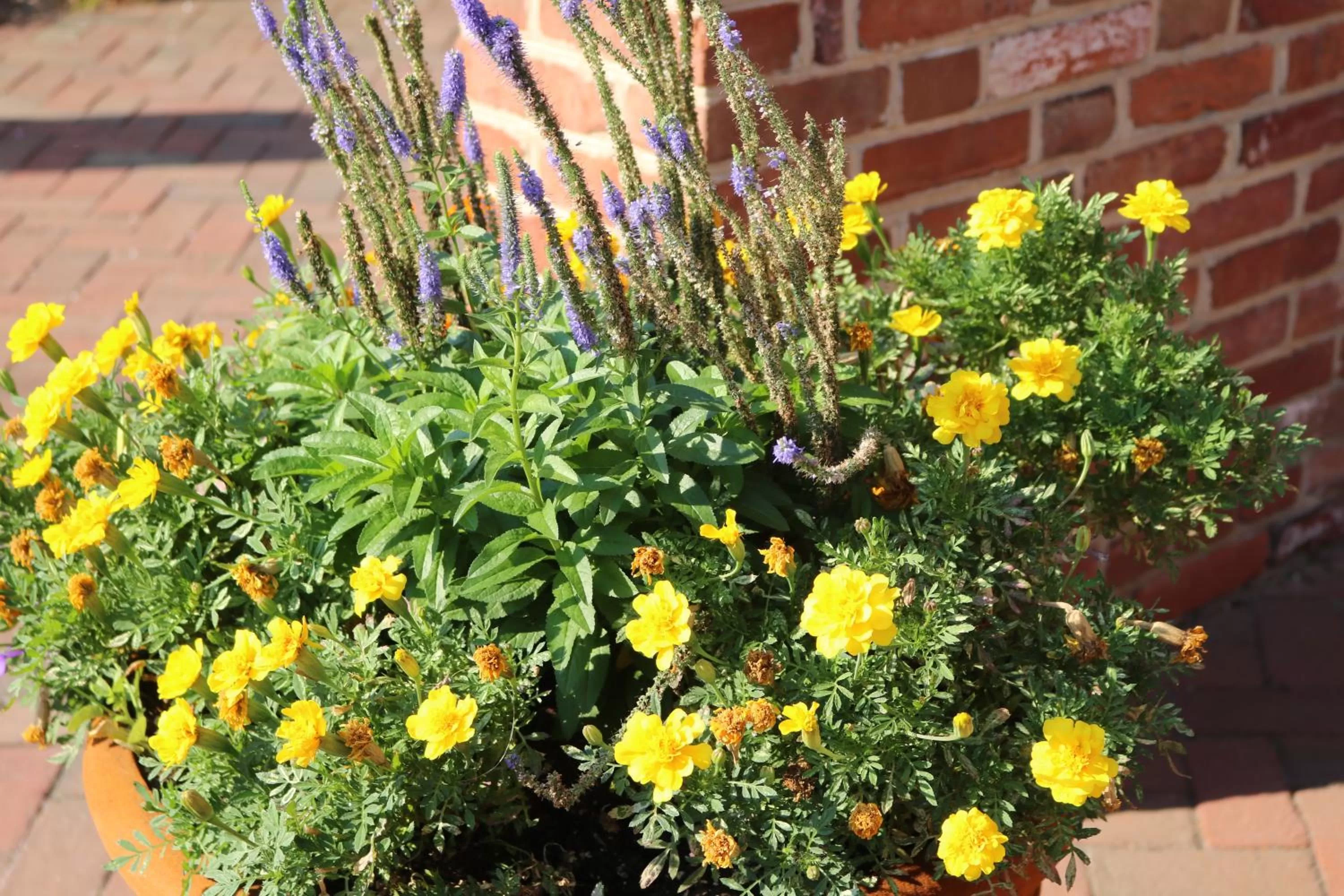 Garden in Old Brick Inn
