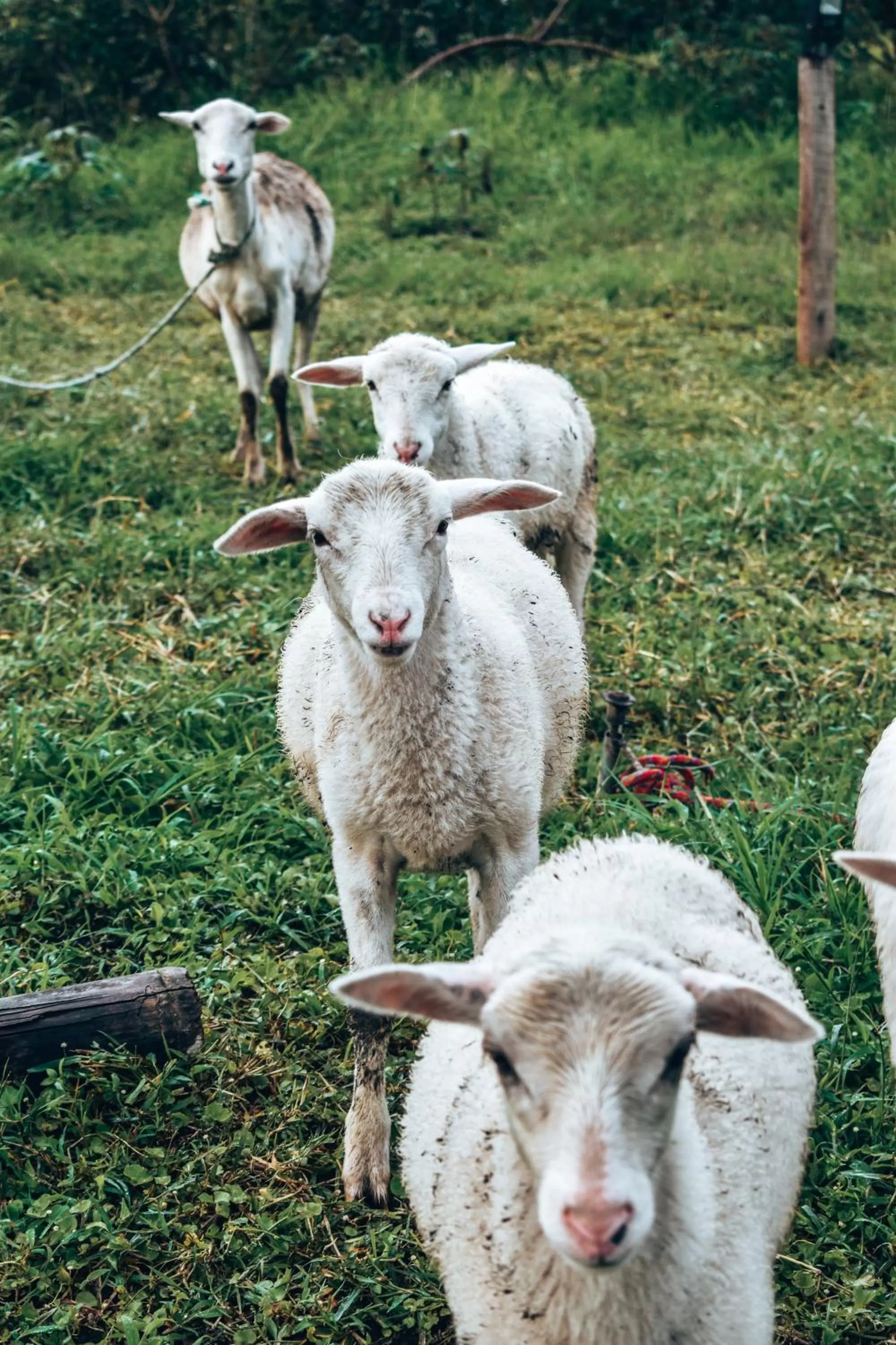 Animals, Other Animals in Ecohotel Monte Tierra Habitaciones y Glamping