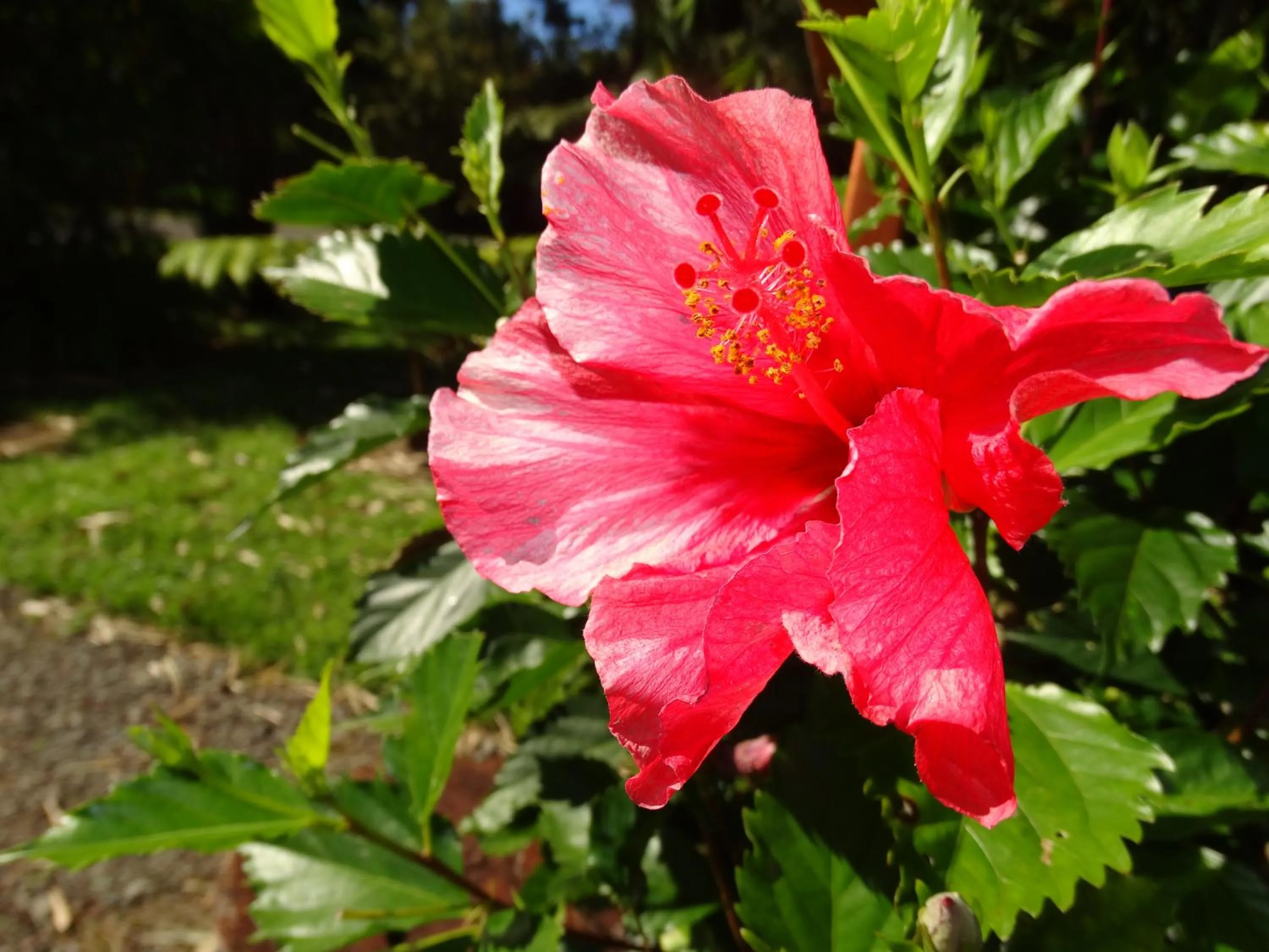 Garden in Lokahi Lodge