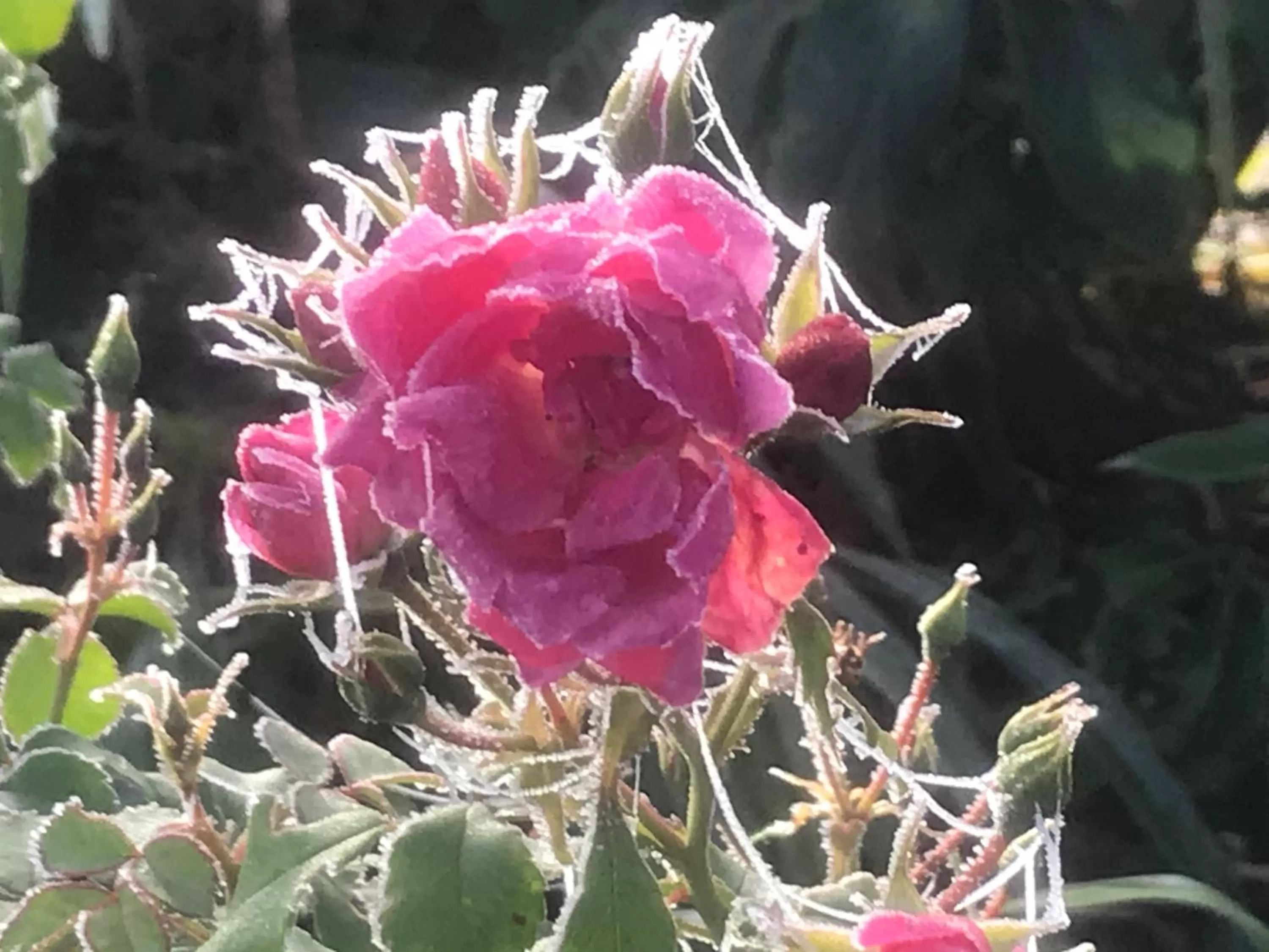 Garden in Bed and Breakfast Bavaria München