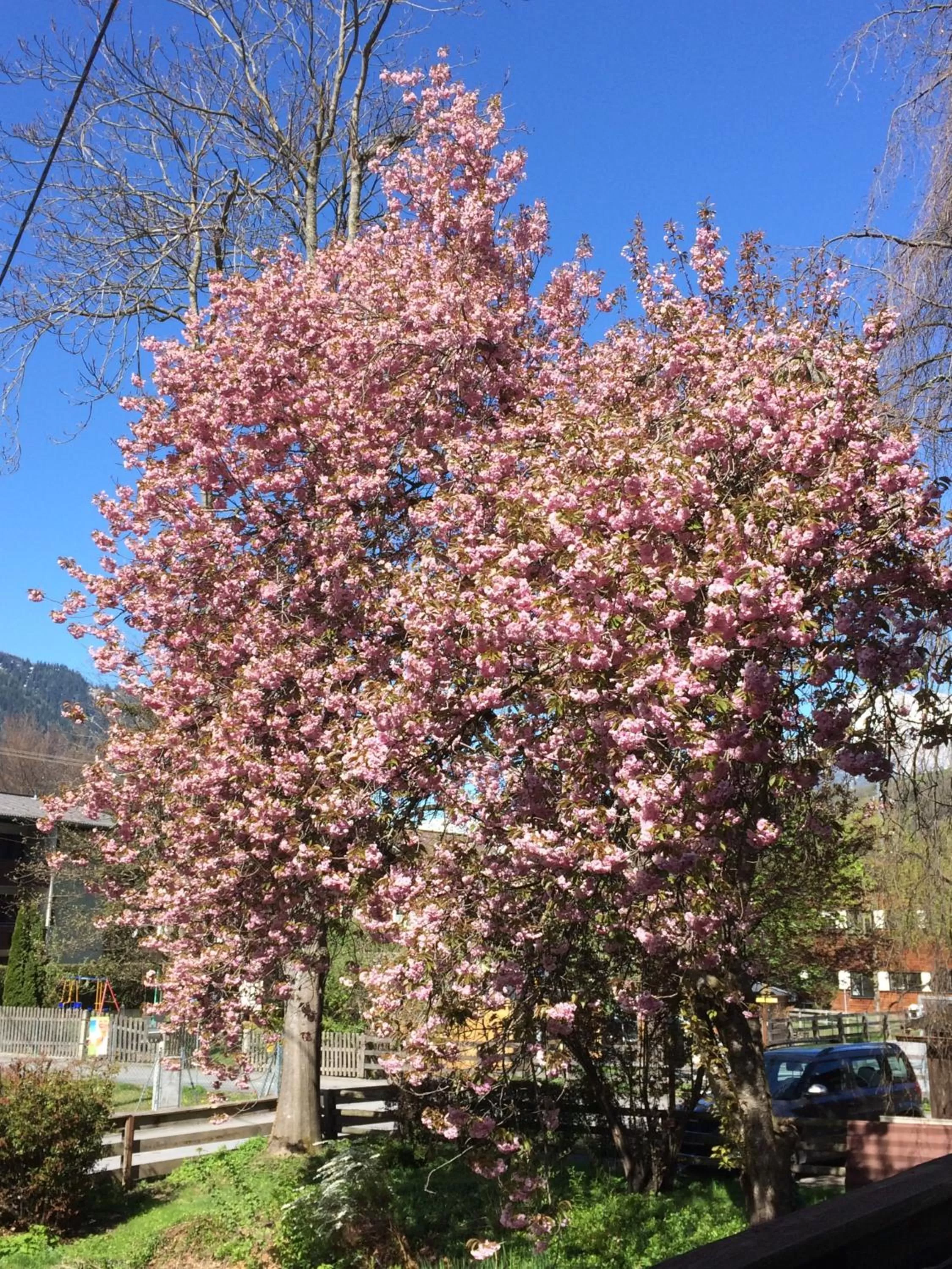 Garden view in Gasthof zum Stern
