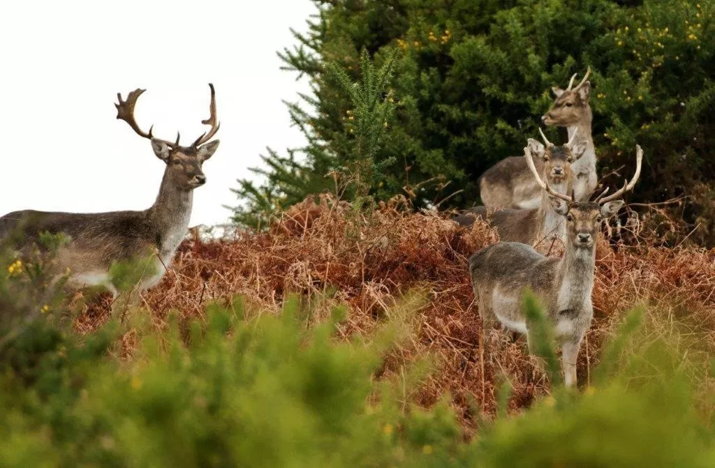 Area and facilities in Penny Farthing Hotel & Cottages