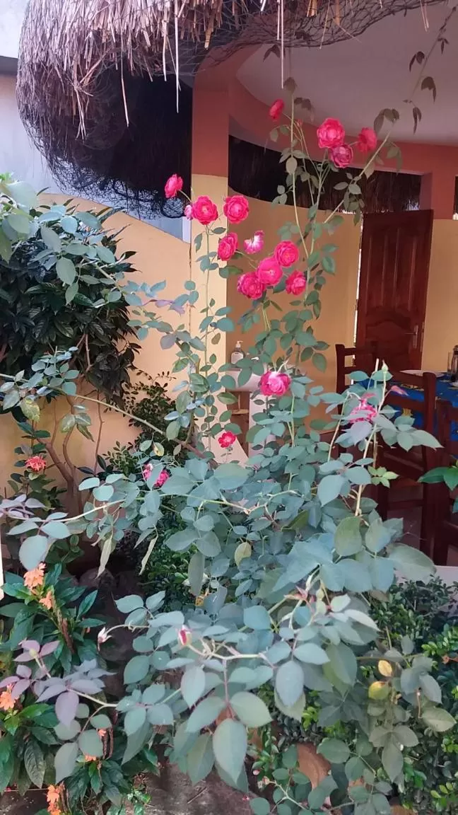 Garden view in Chez Sabine