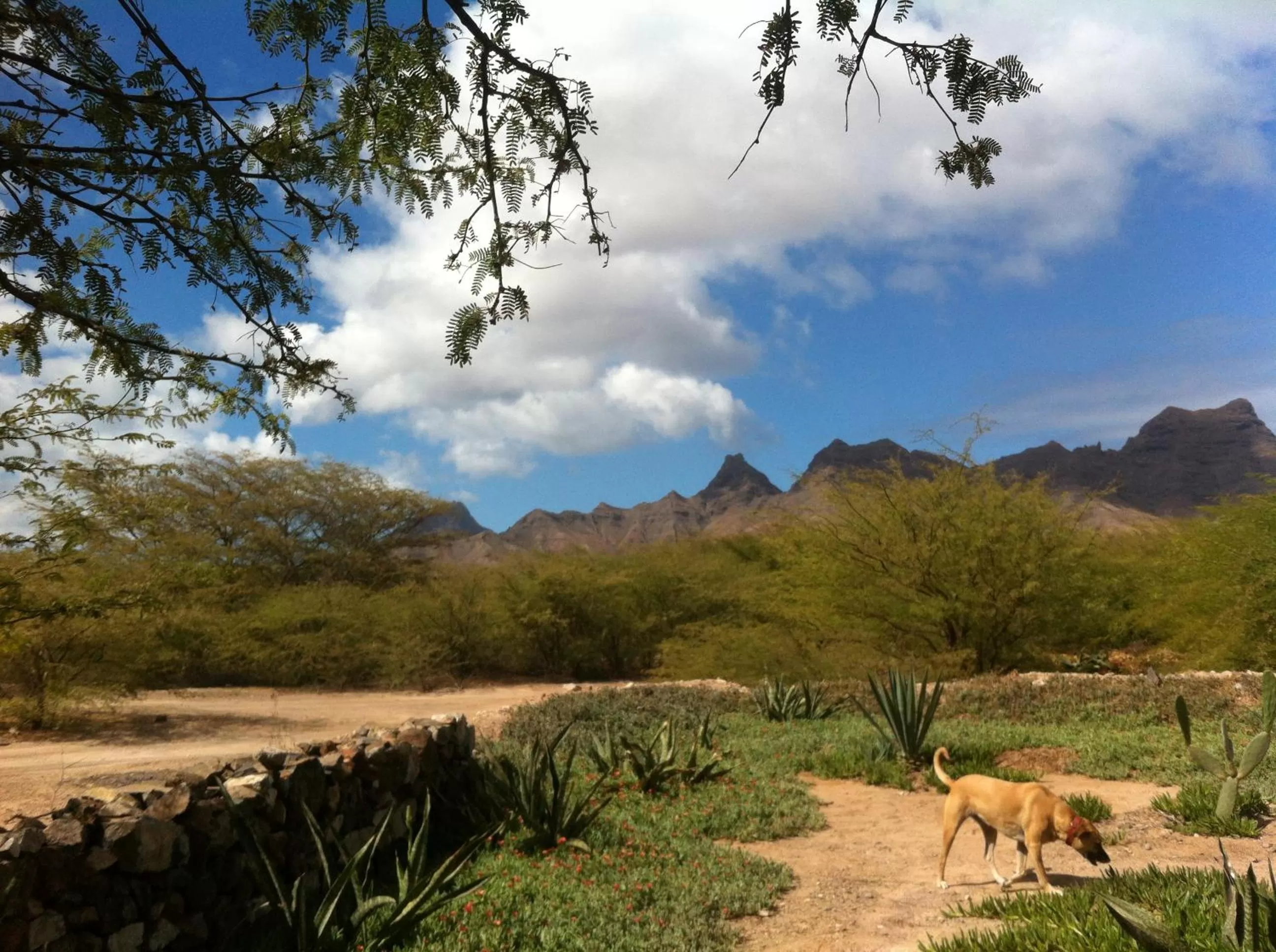 Pets in Villa Morabeza Guest House