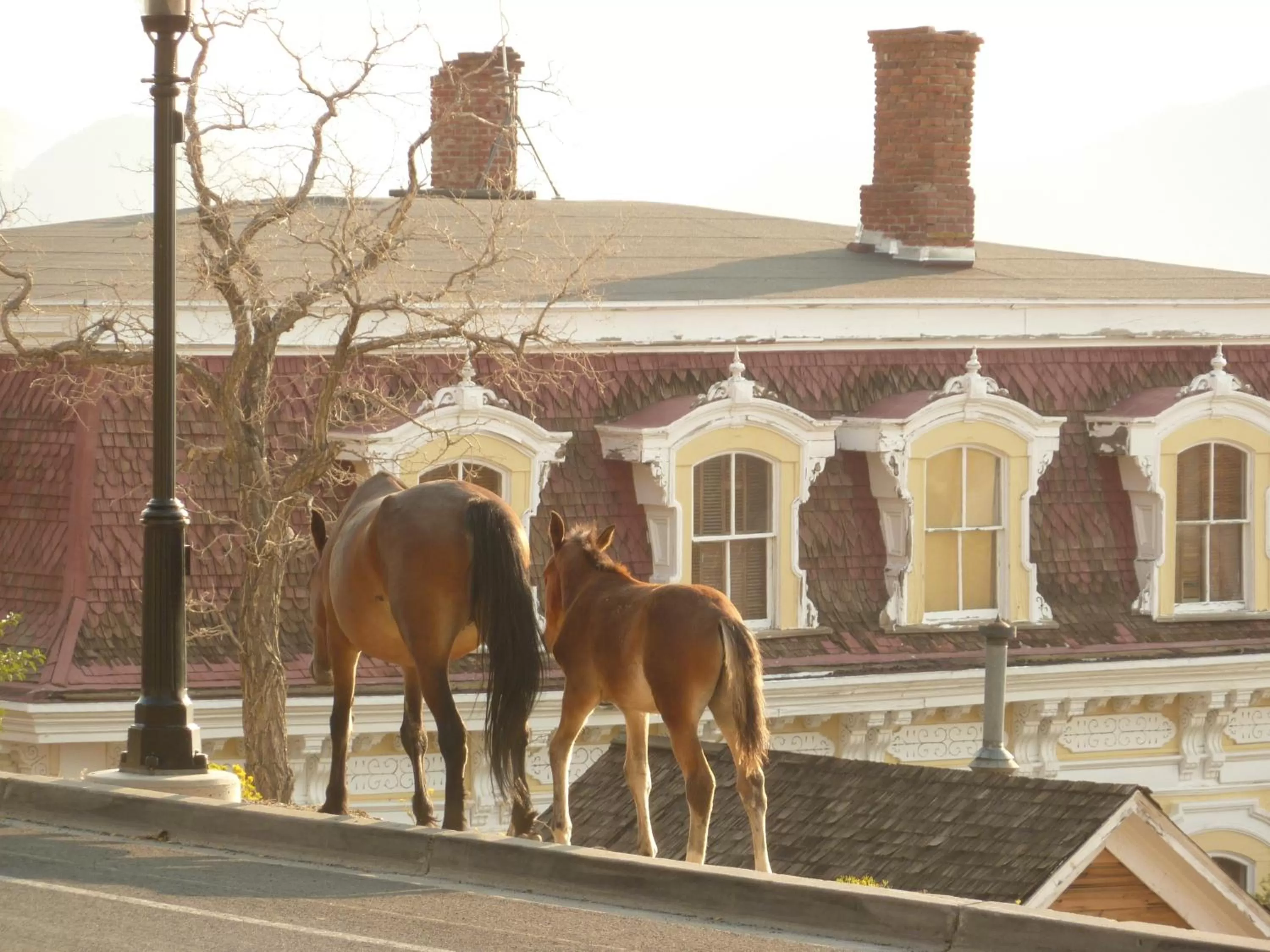 Horse-riding in Sugarloaf Mountain Motel