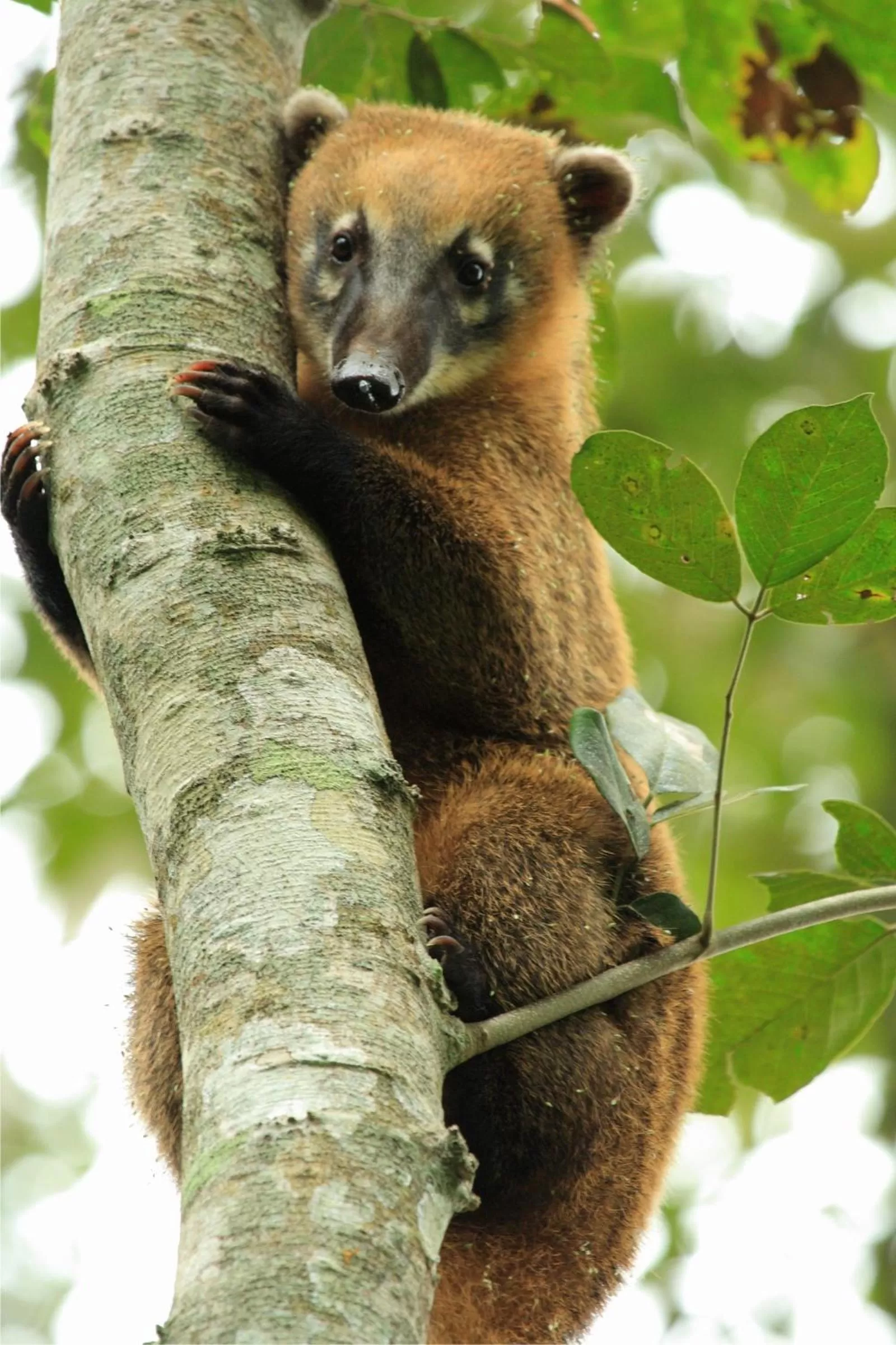 Animals in Hotel Cabanas