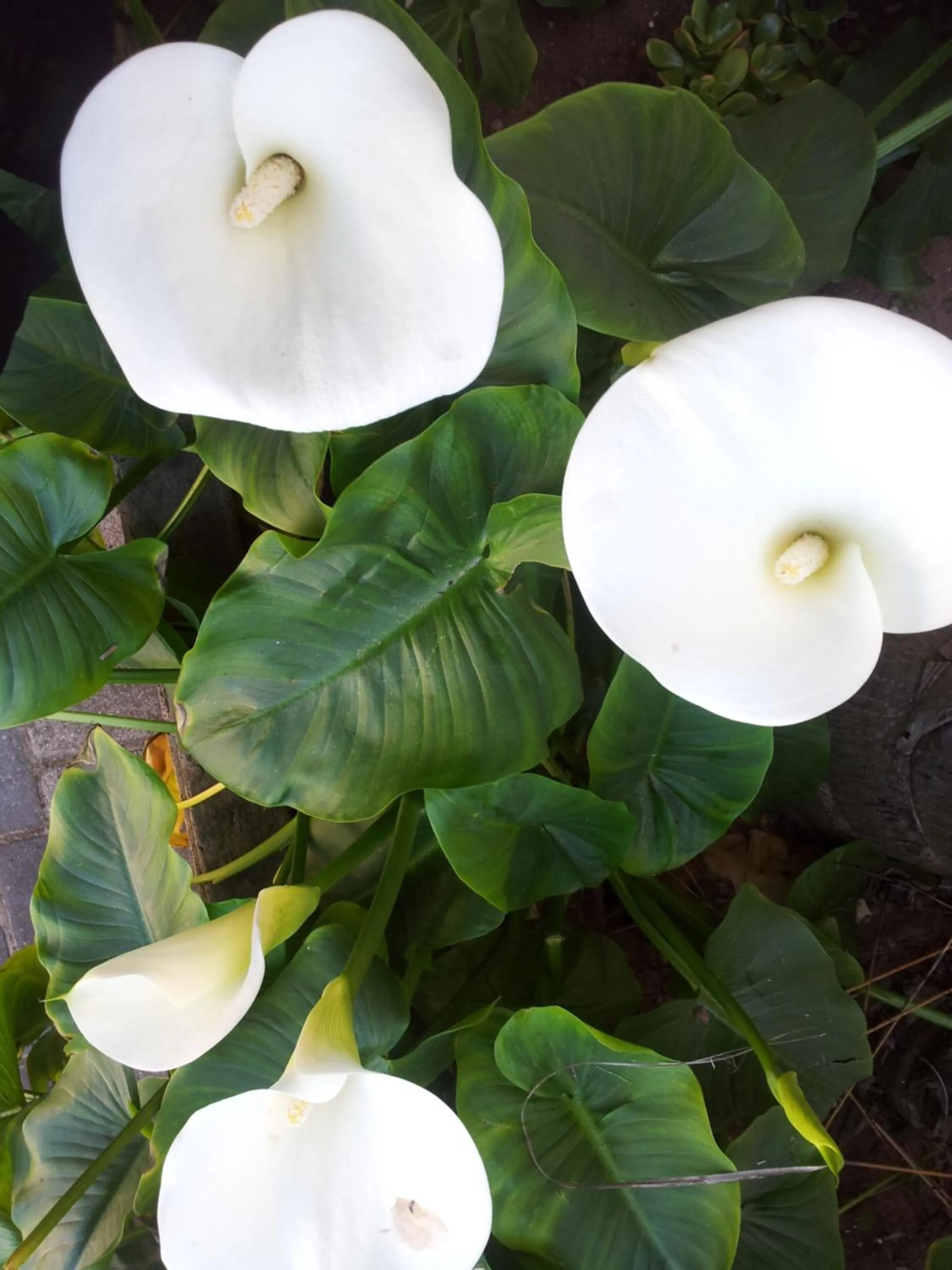 Swimming pool in Palm Beach Guesthouse