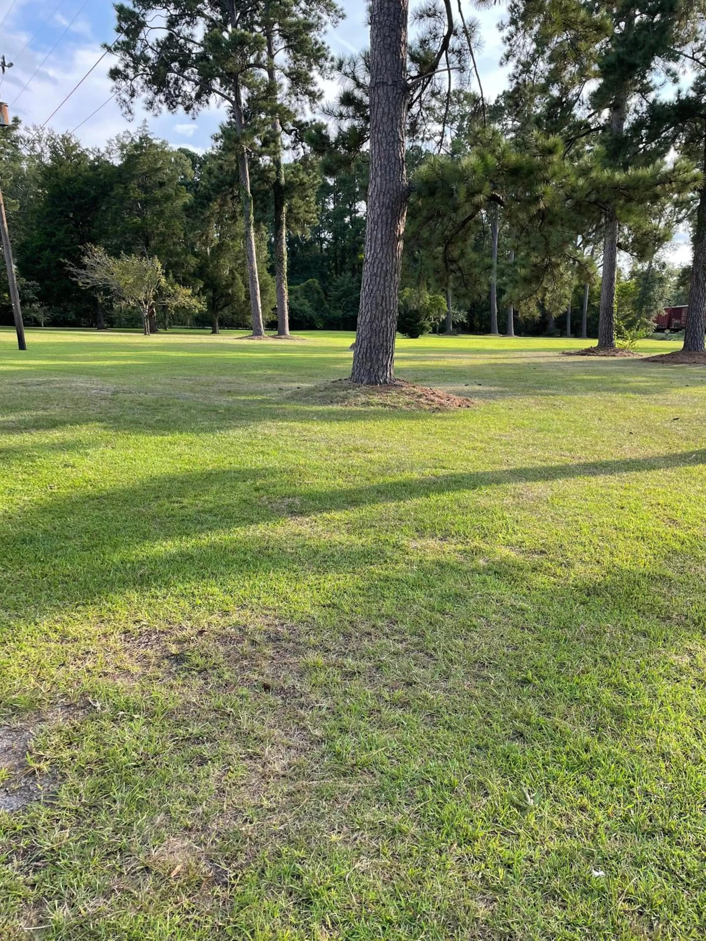 Pets in Carole Motel