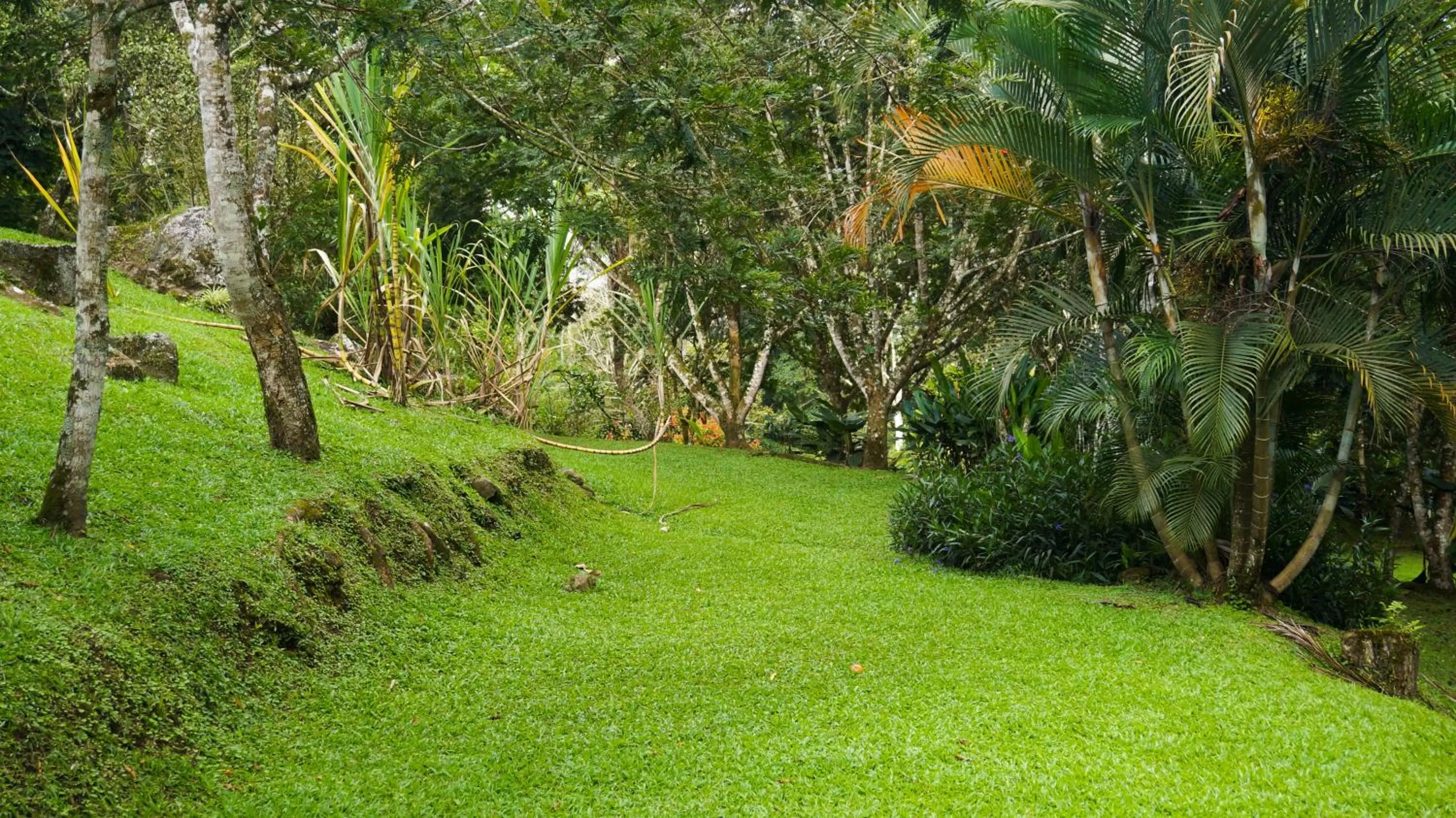Garden view, Garden in Hospedaje La Naciente