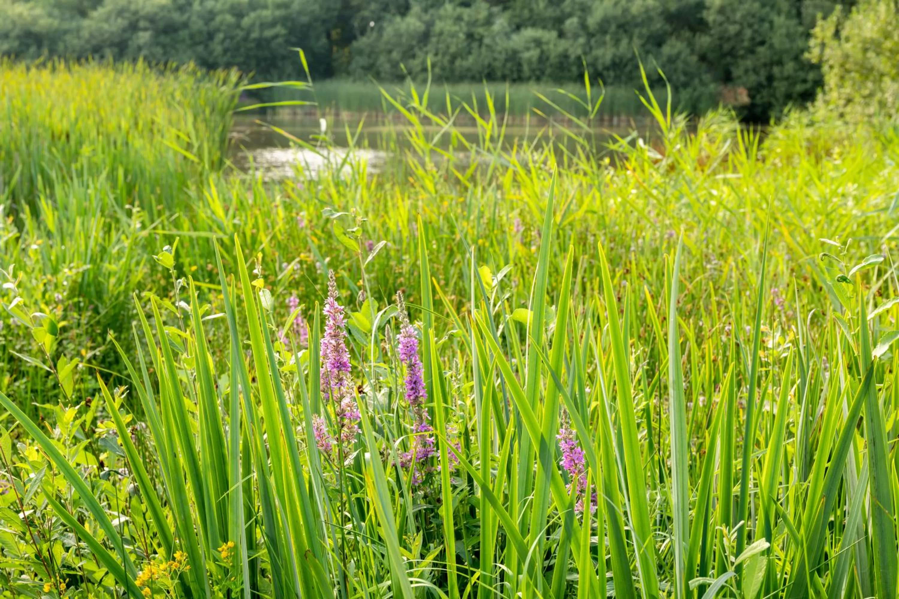 Garden in Köhlers Forsthaus Wellness & Genuss Hotel