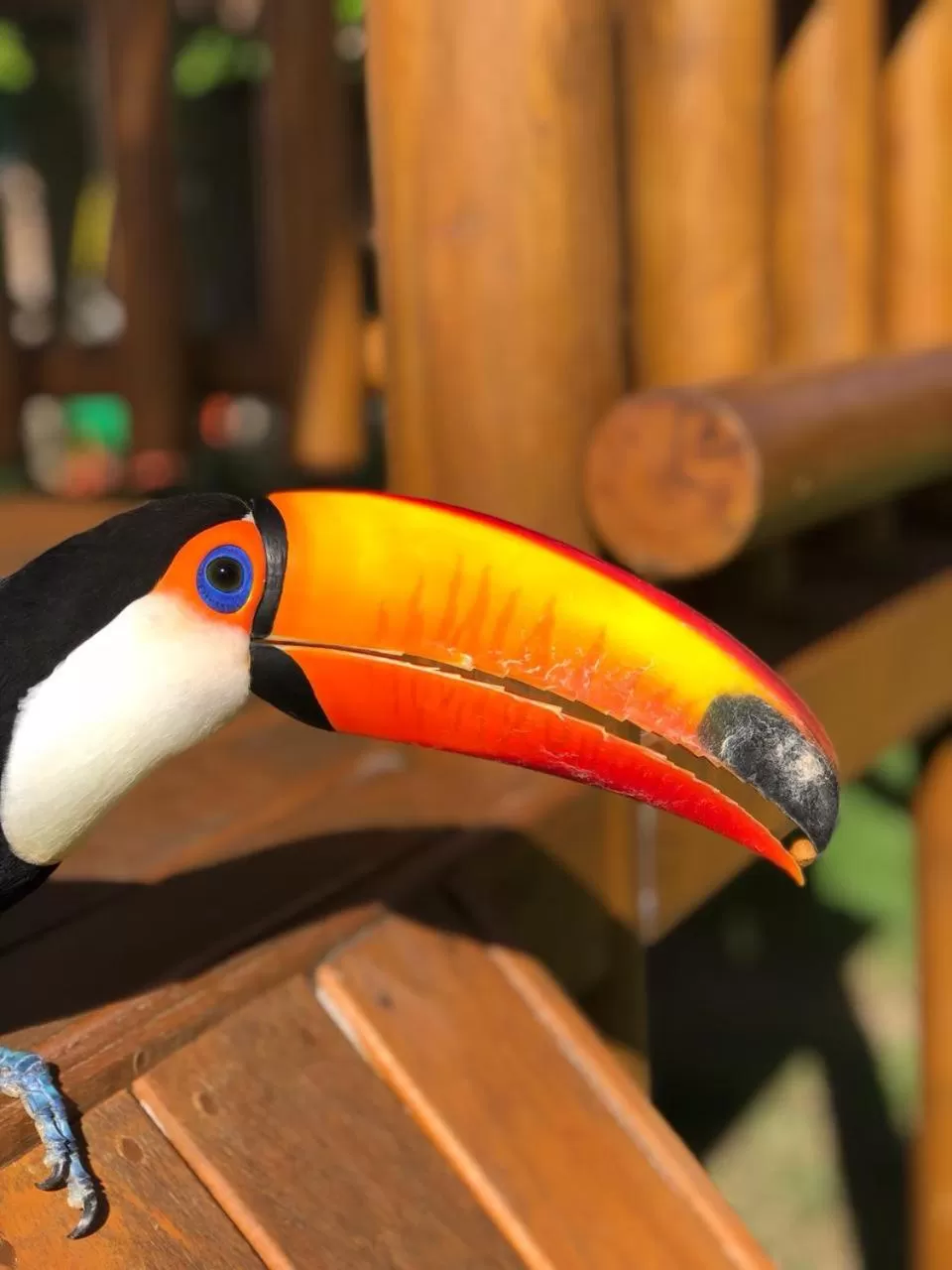 Other Animals in Pousada Sol e Mar