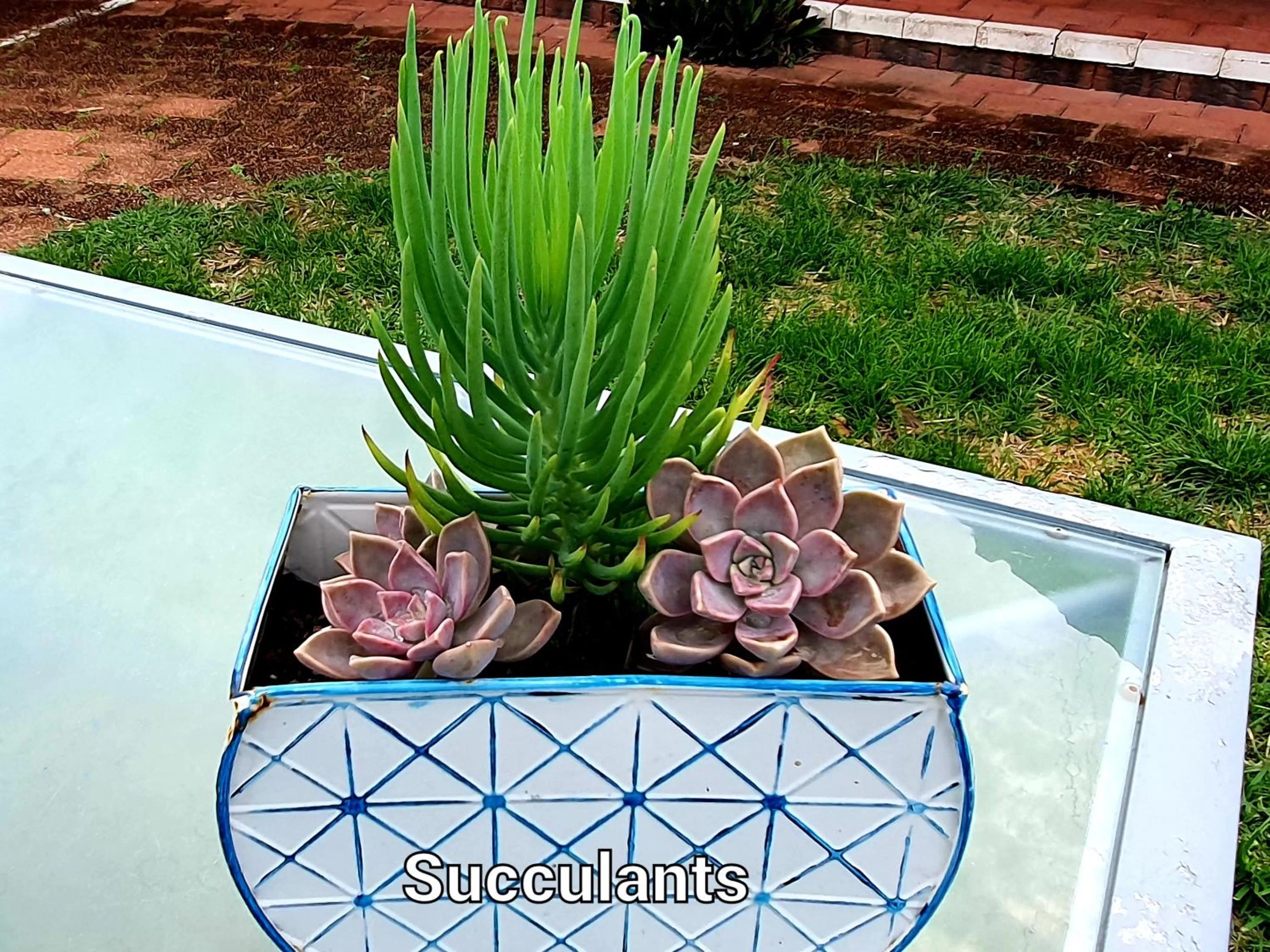 Garden in City Lights Motel