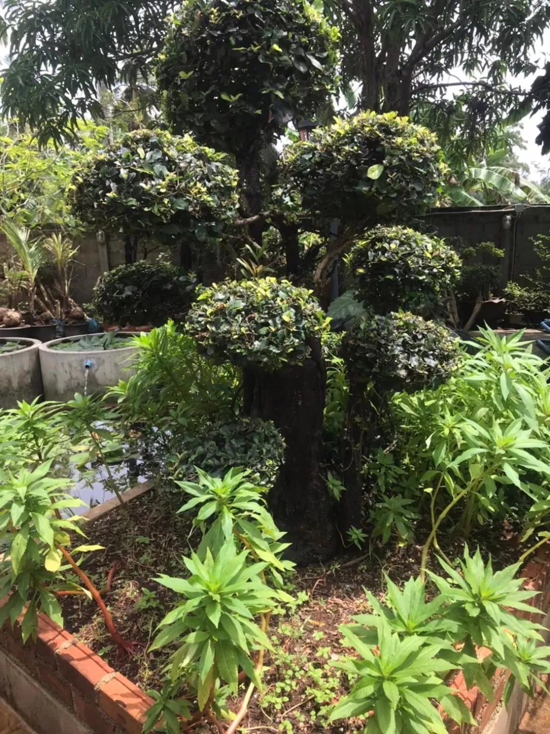 Garden in Pratum Resort