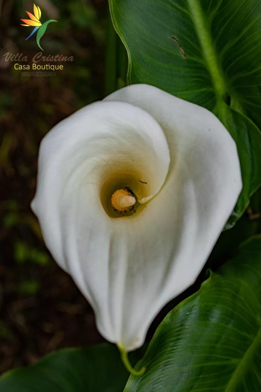 Villa Cristina - Casa Boutique