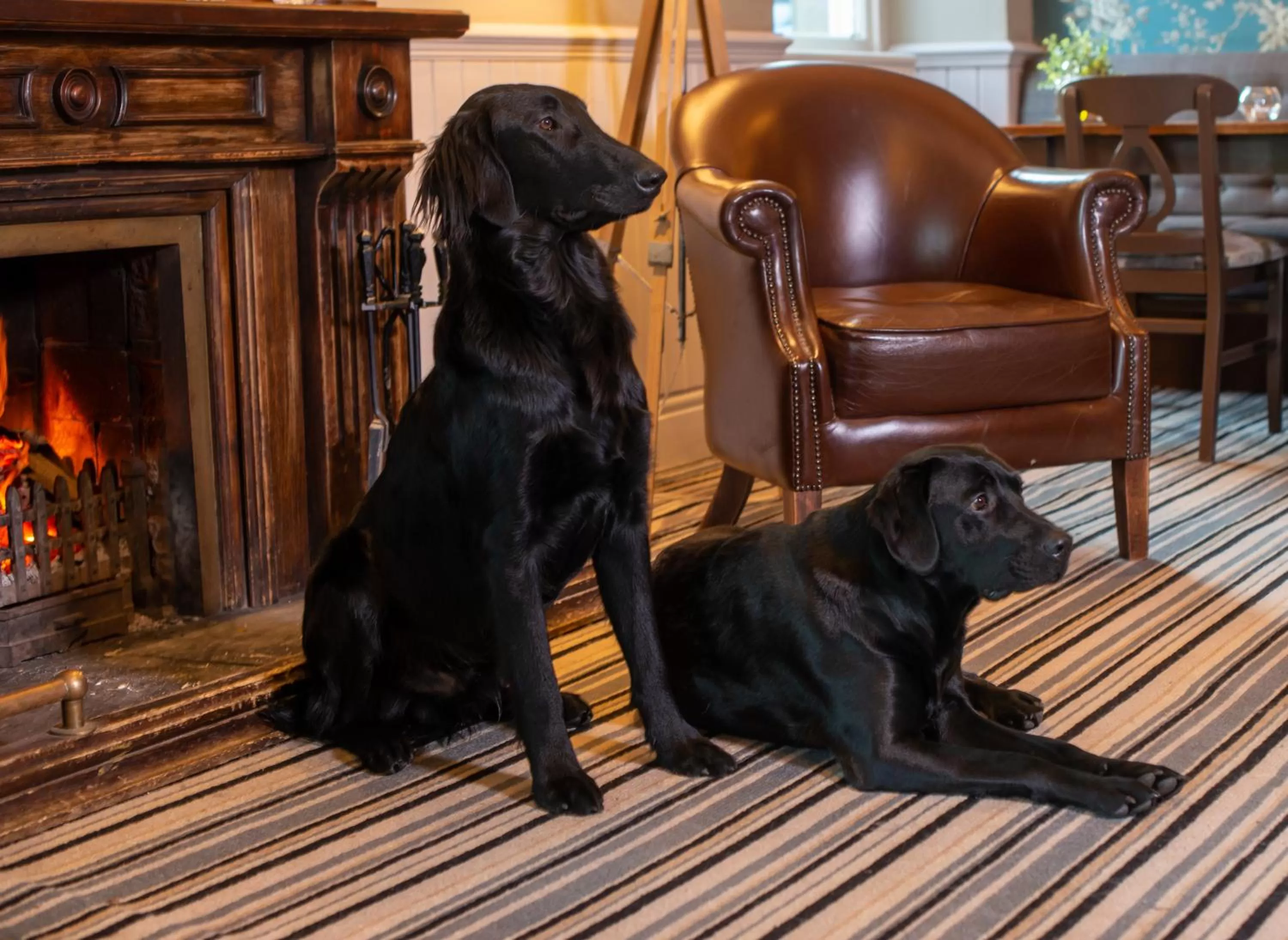 Pets in The Gateway Hotel