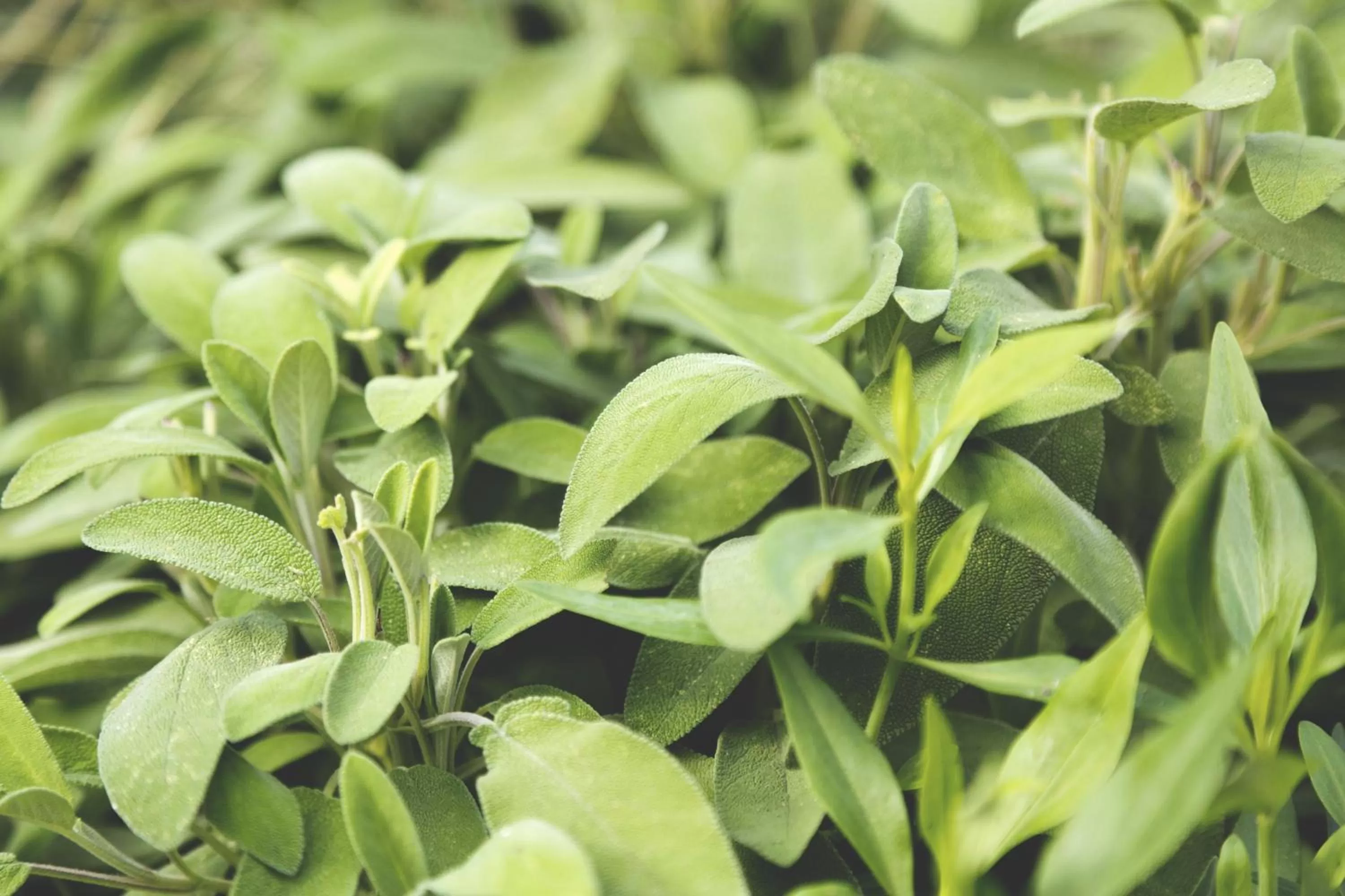 Garden in The Old Drum
