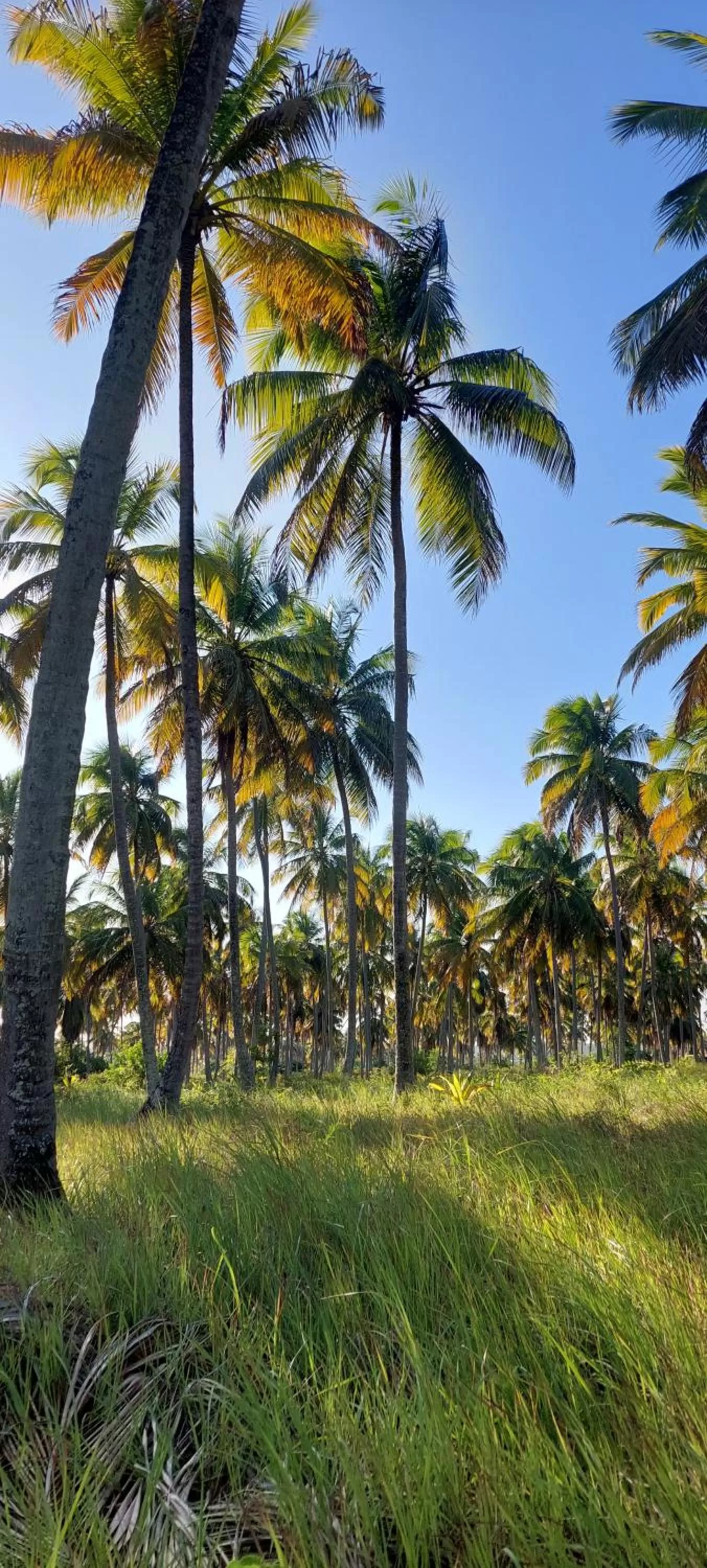 Natural landscape in Arataba Hotel Boutique e Bistrô - 150 mts do mar
