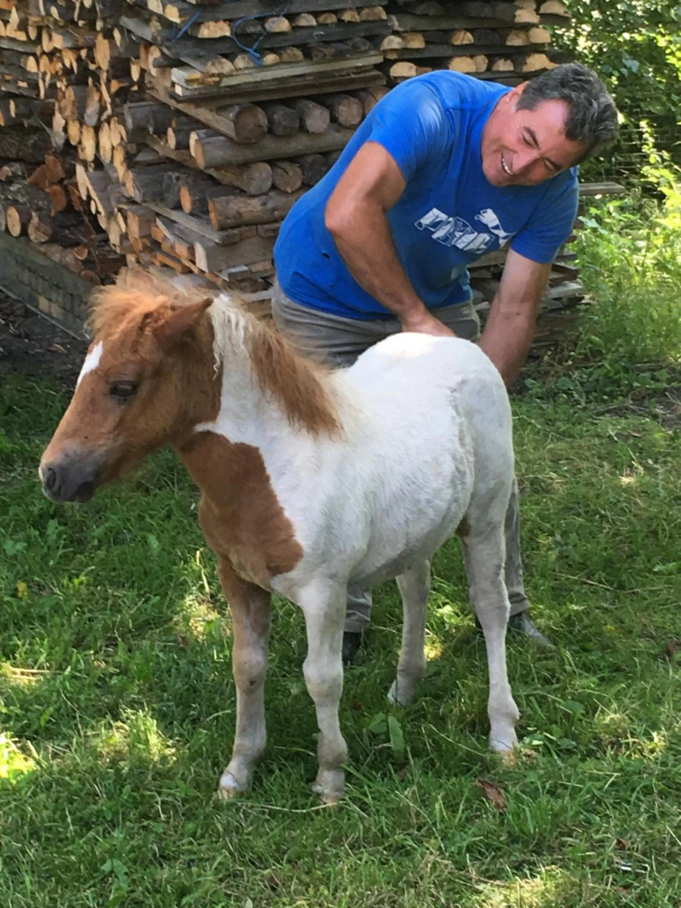 Day in Pensiunea SilvAnka