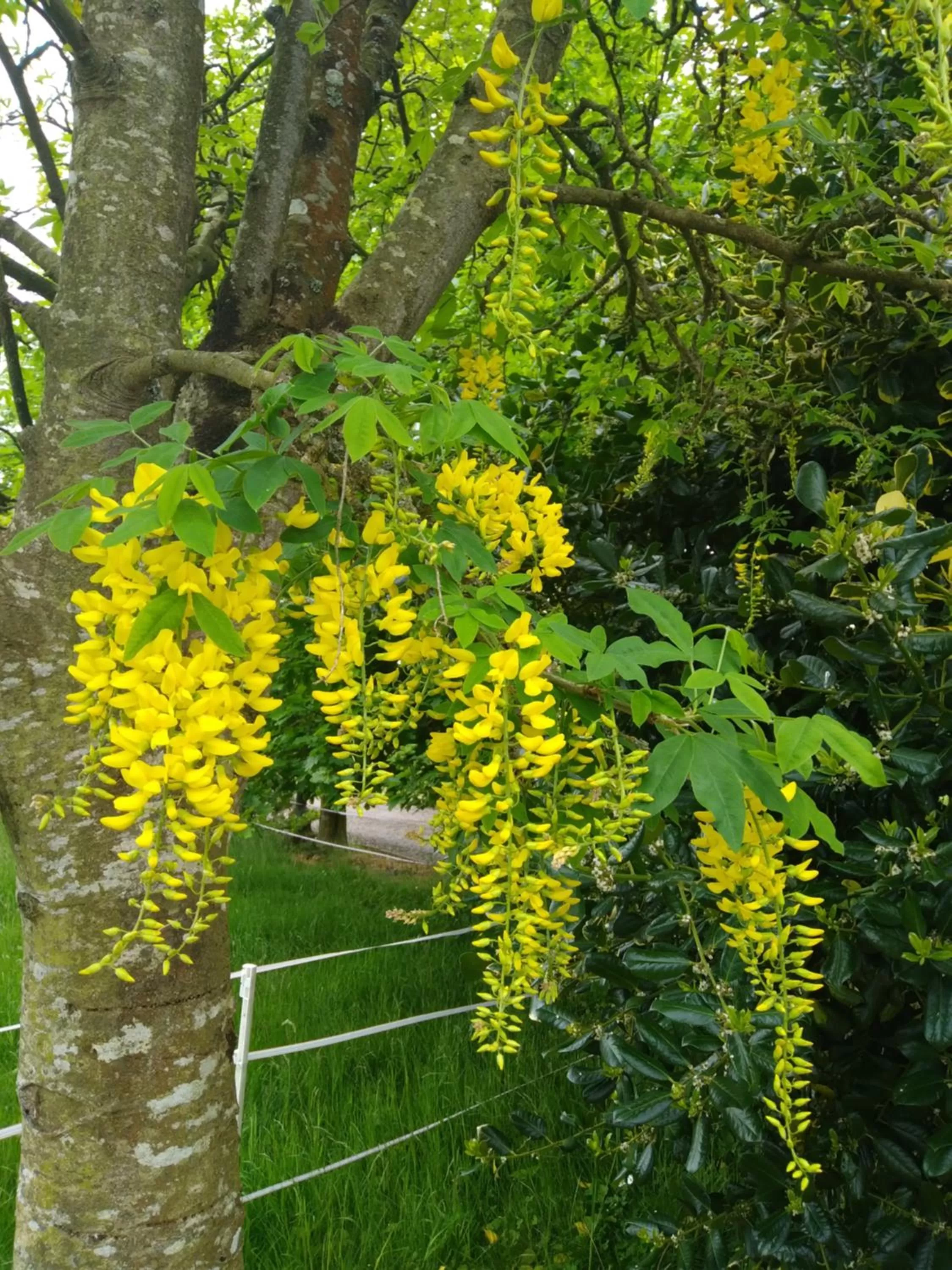 Garden in Dunroven Guest House