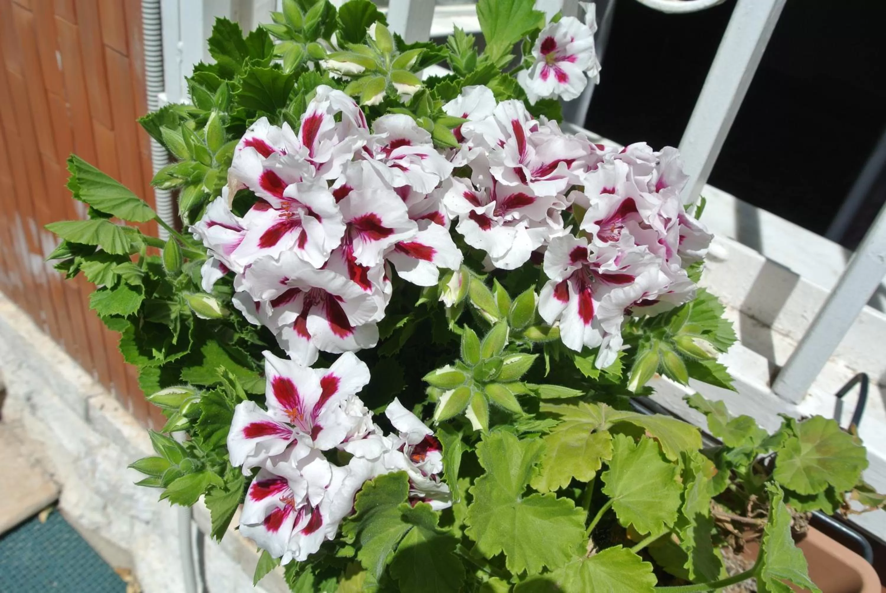 Day in B&B La Villetta Palese