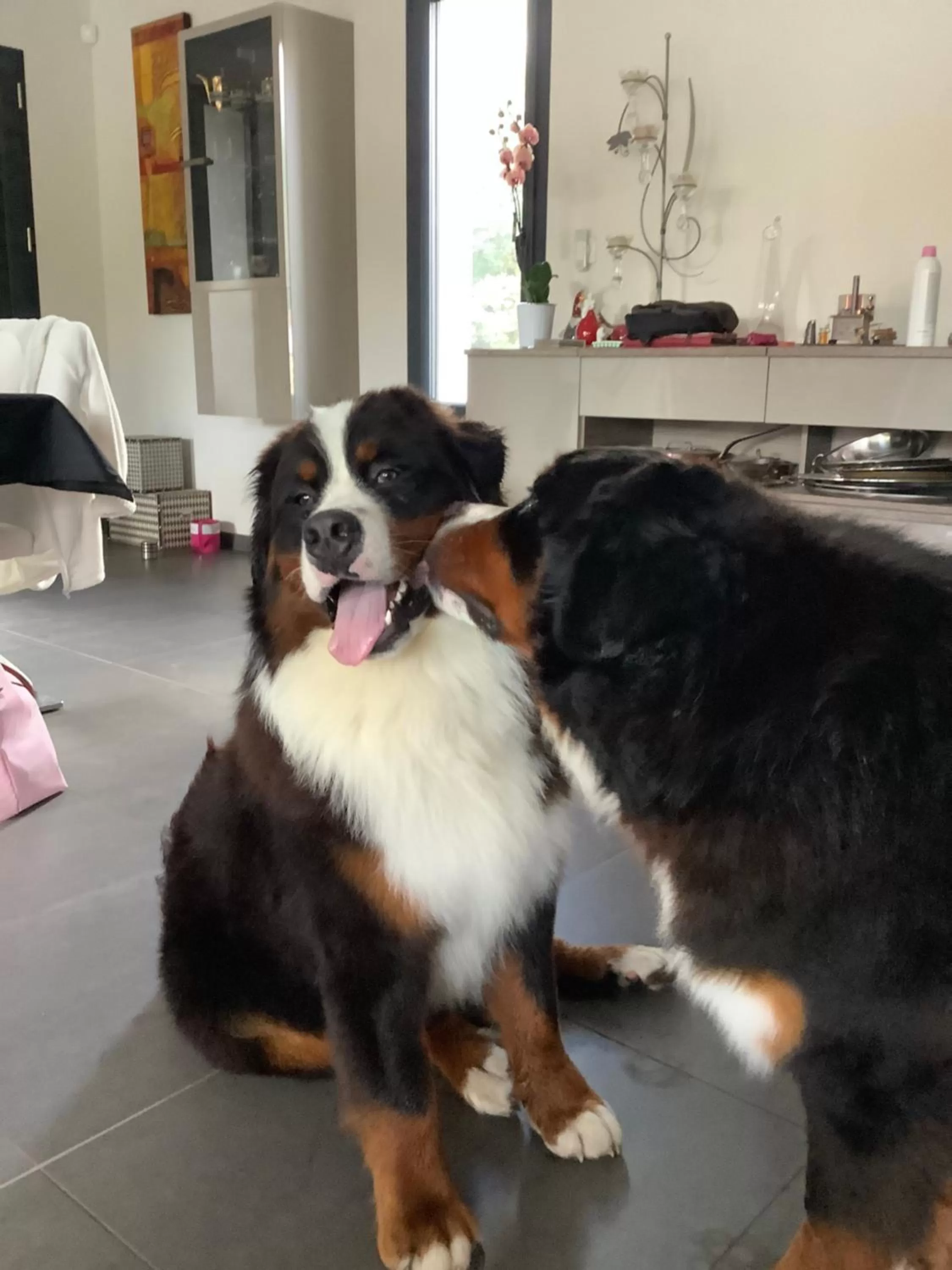 Pets in Dune et Coquelicot