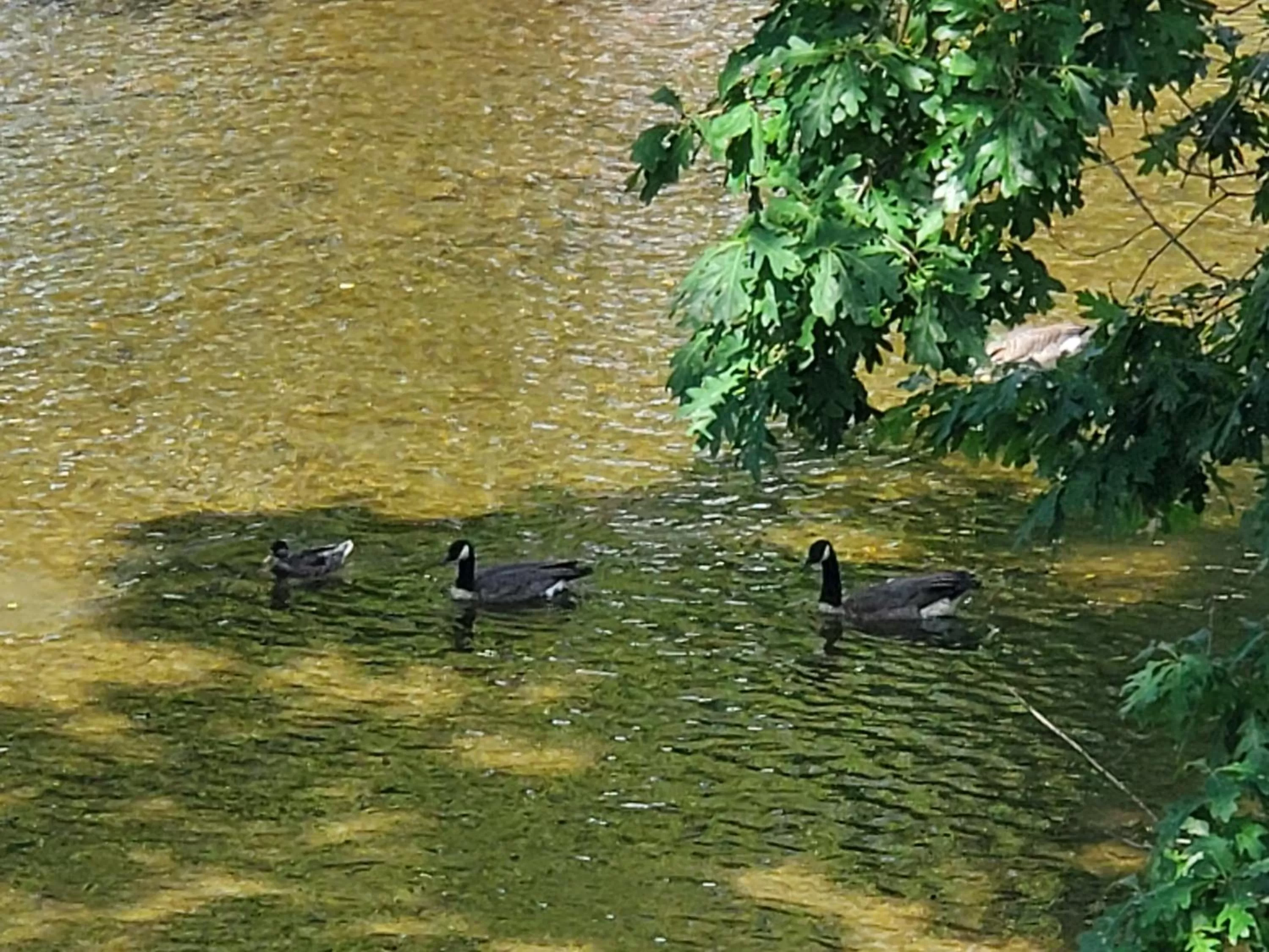 Animals in Colonial House Motel