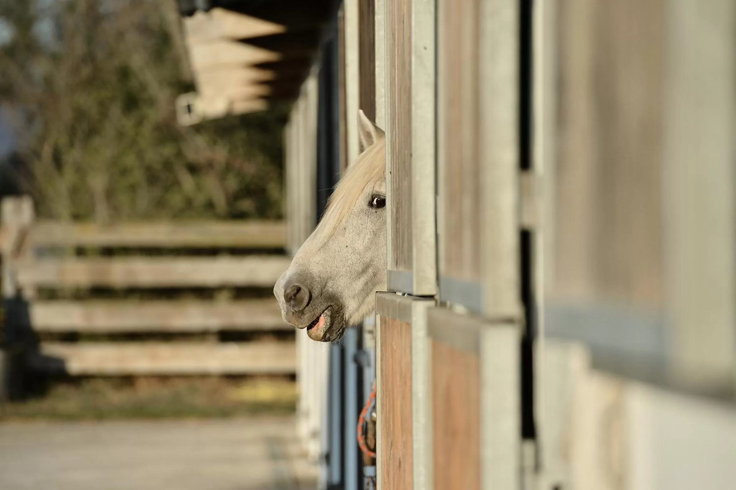 Mas de la Grenouillère Hôtel et Centre équestre en pleine nature