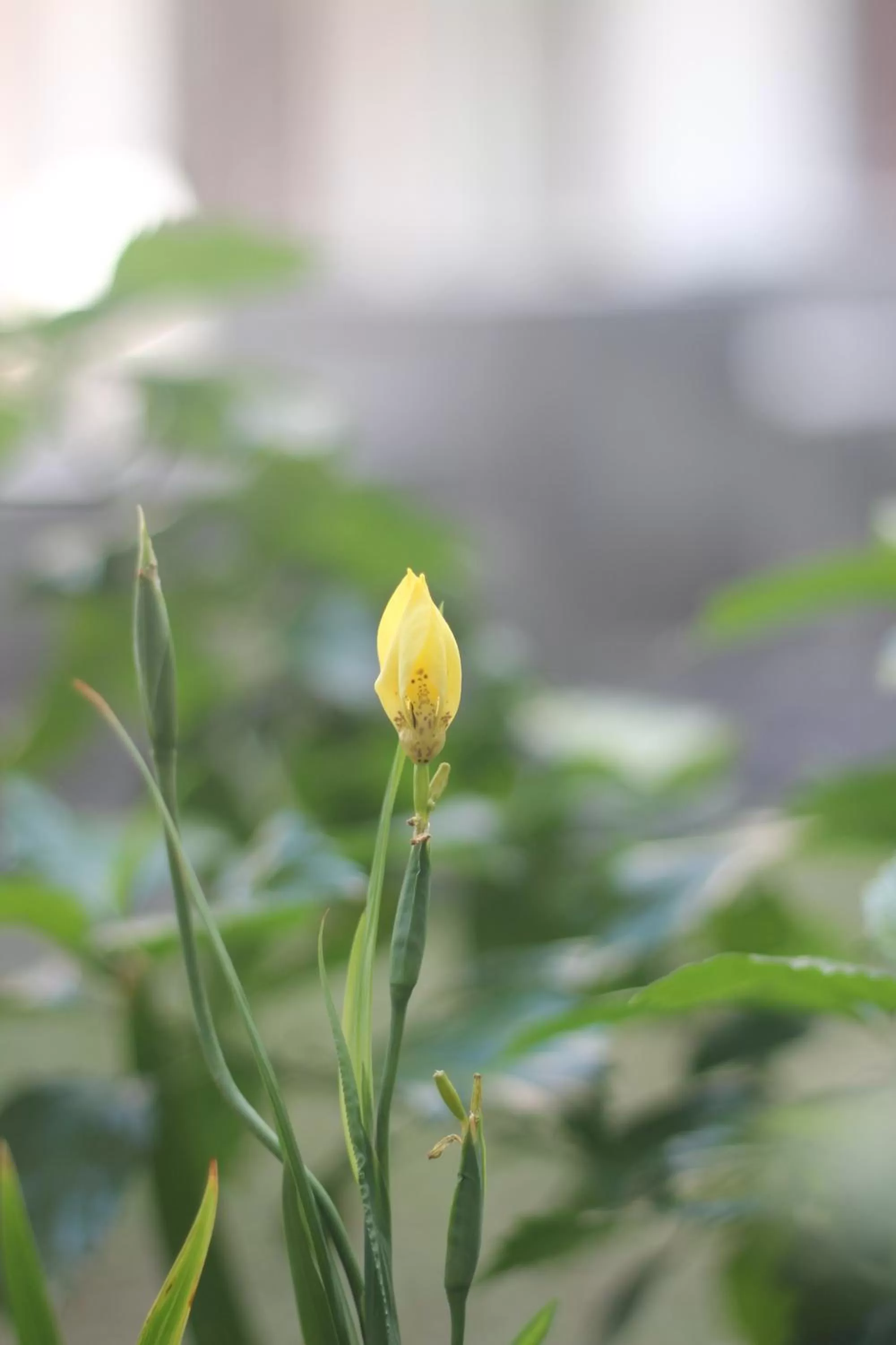 Decorative detail in Grand La Walon Hotel