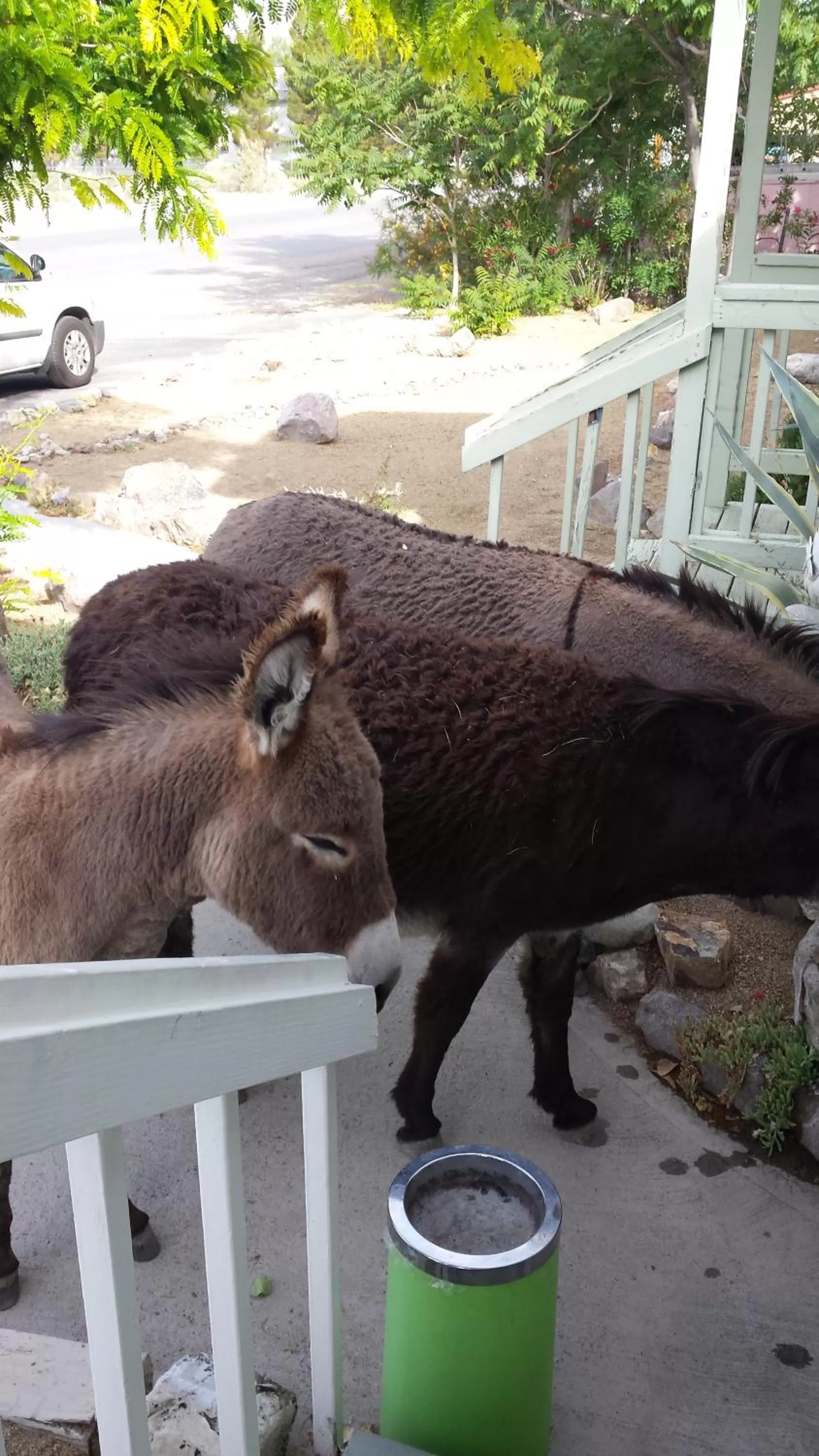 Animals in Atomic Inn Beatty Near Death Valley