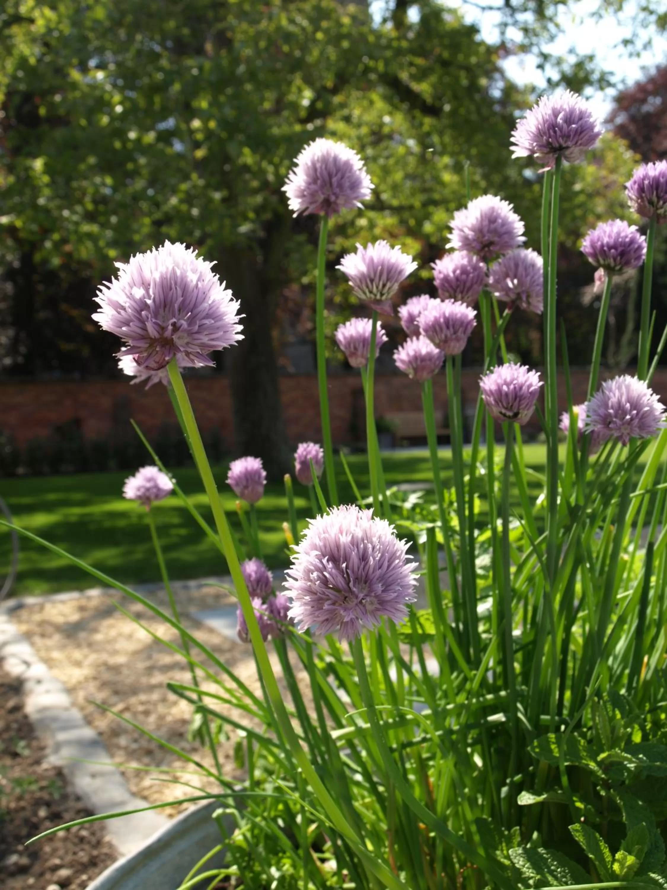 Spring, Garden in B&B Pastorie van Merkem