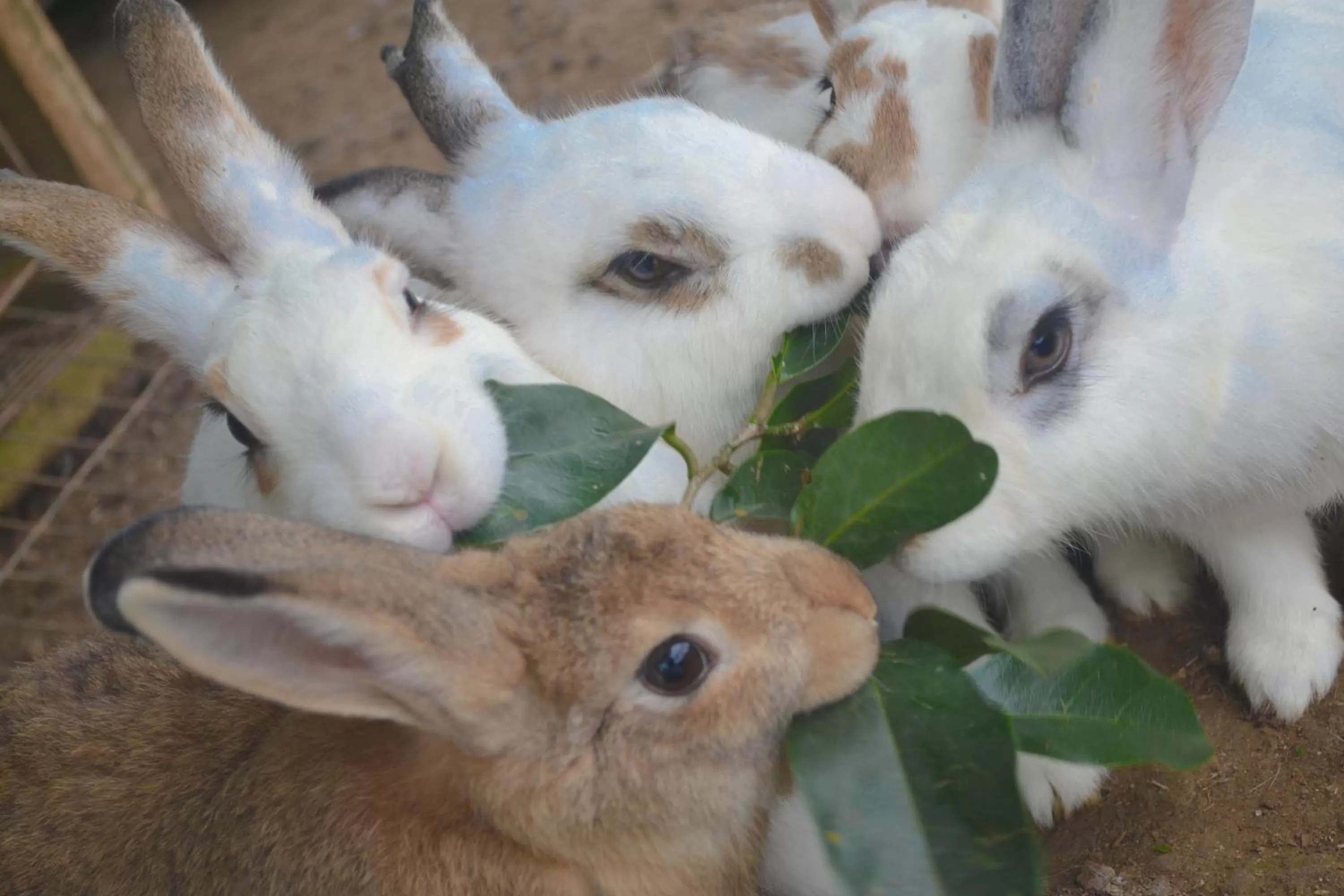 Animals in Hotel Kimberly Tagaytay