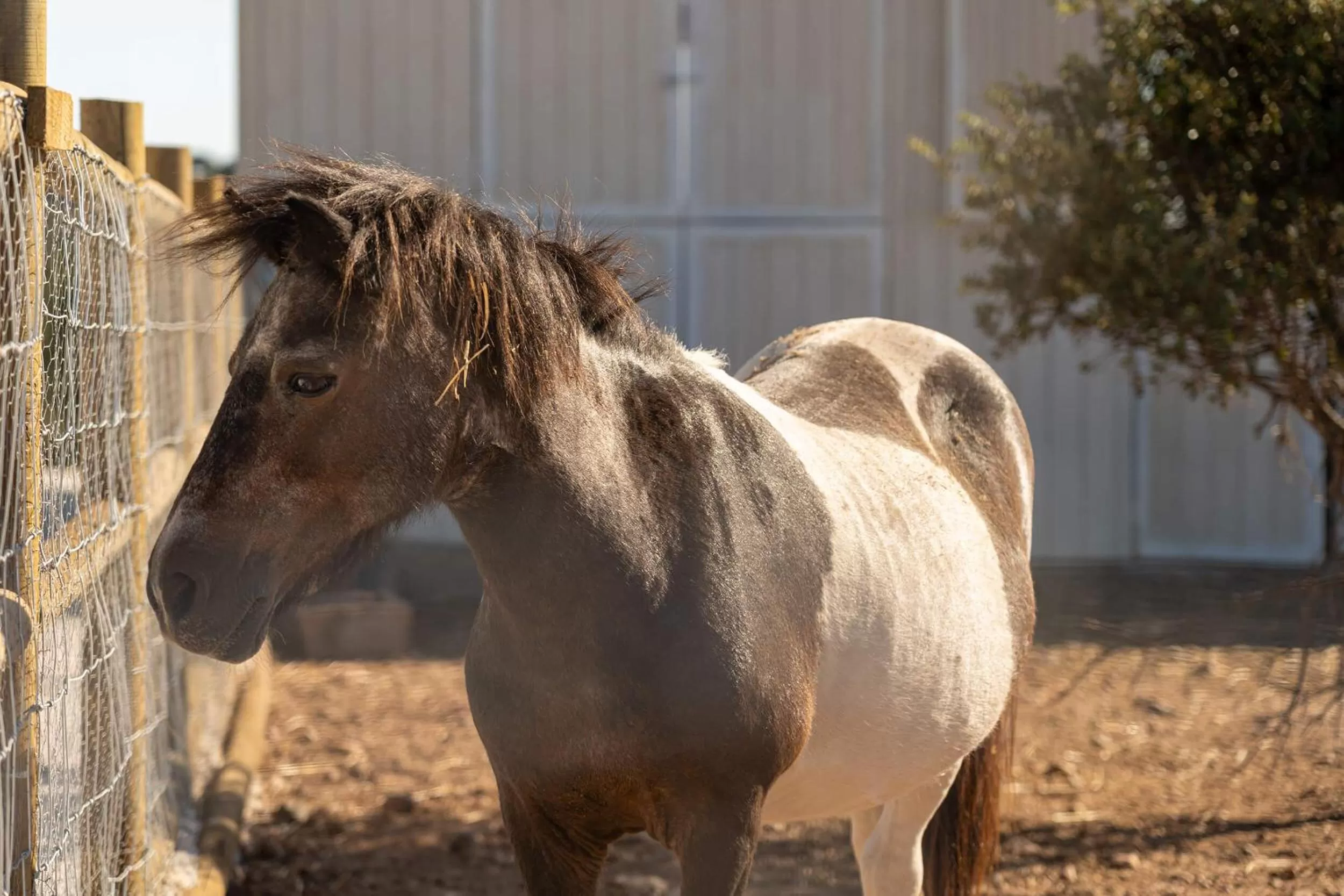 Animals in Octant Evora