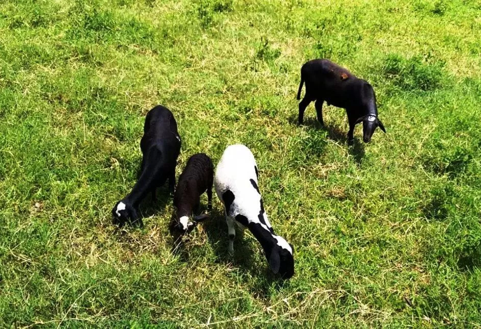 Animals, Other Animals in Pousada Sorocabana