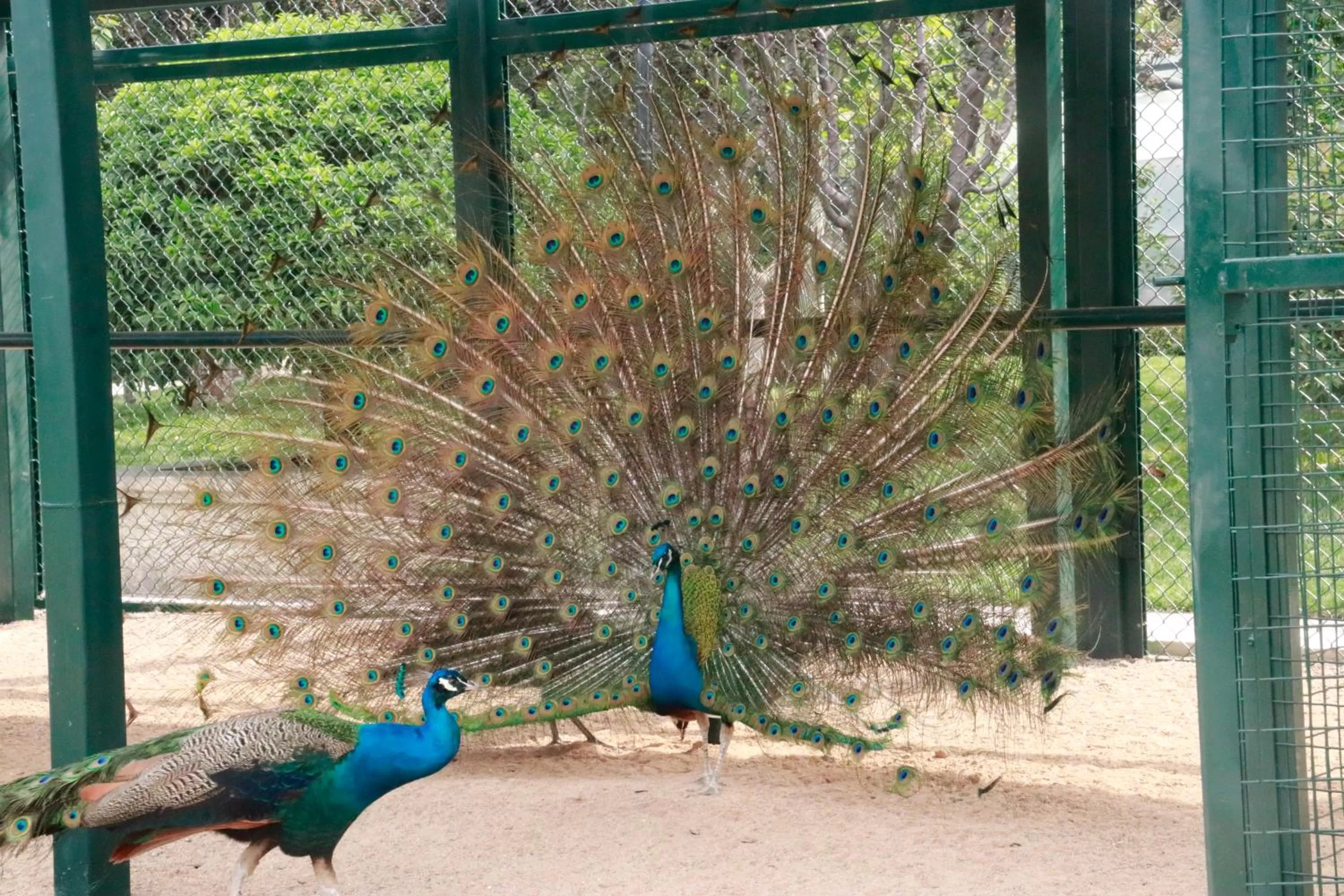 Animals in Wyndham Qingdao l Free Fixed-Time Shuttle Service Between Hotel and Airport & North Railway Station l Outdoor Children's Amusement Park l 1-Hour Play Snooker or Table Tennis