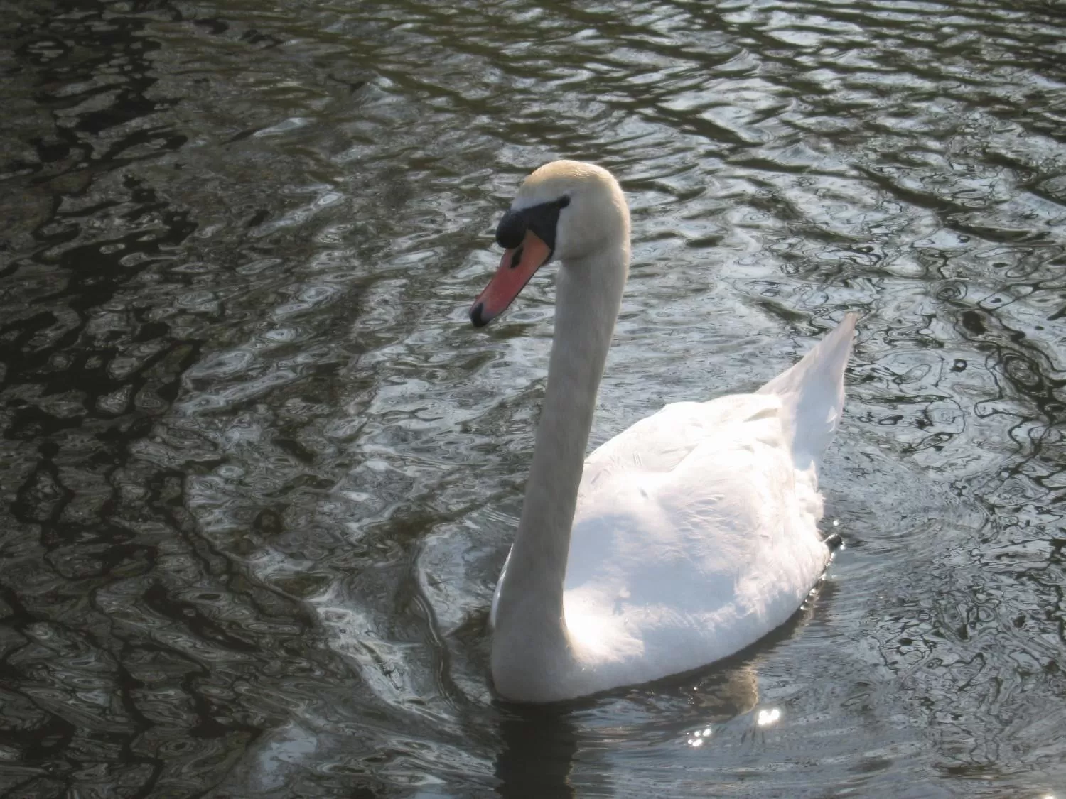 Animals in Hôtel L'ile Du Saussay