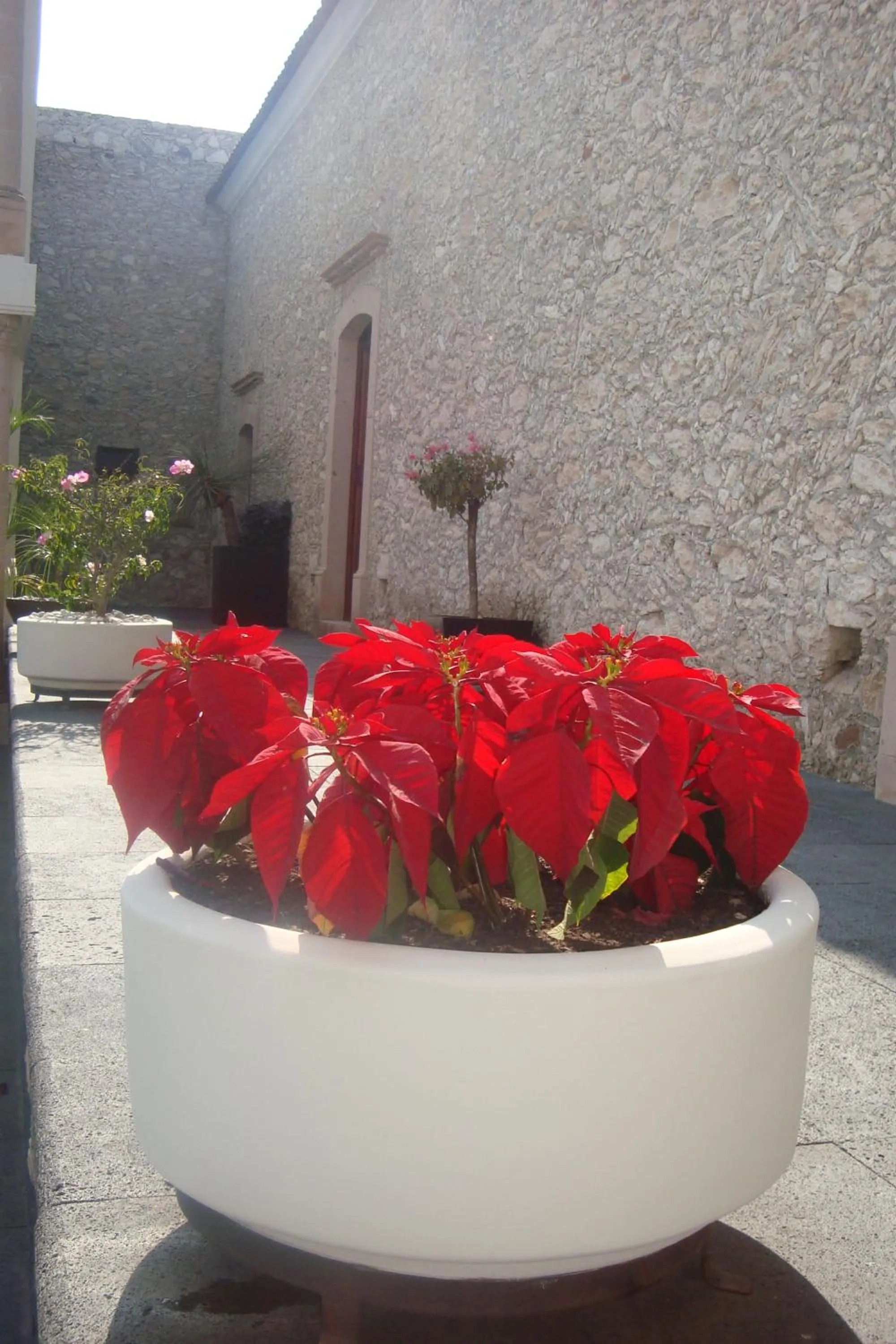 Garden in Casa Mateo Hotel Boutique